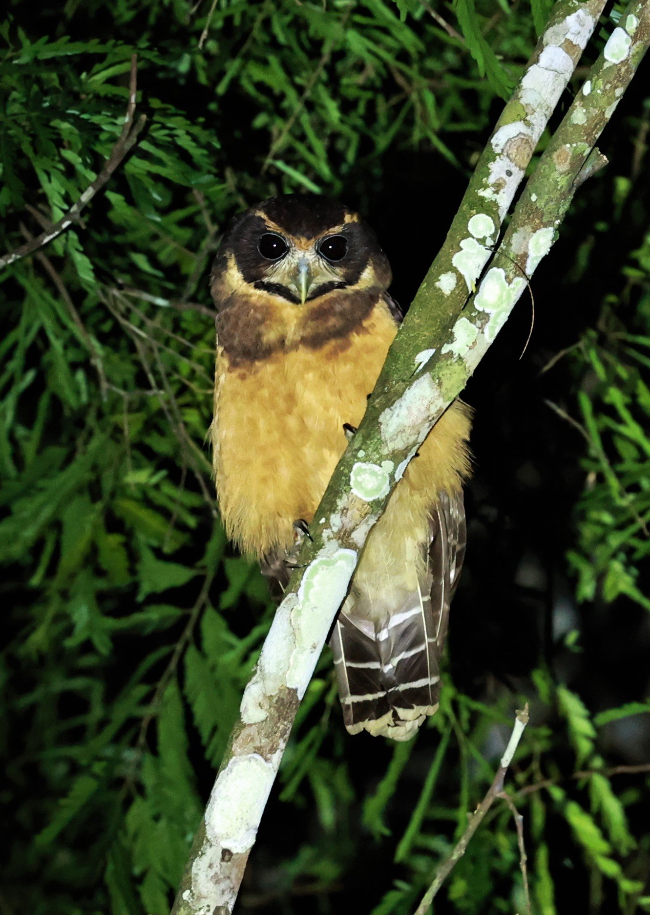 Owl - Tawny-browed Owl - Pulsatrix koeniswaldiana - Rio Doce State Park, Minas Gerais, Brazil (9).jpg