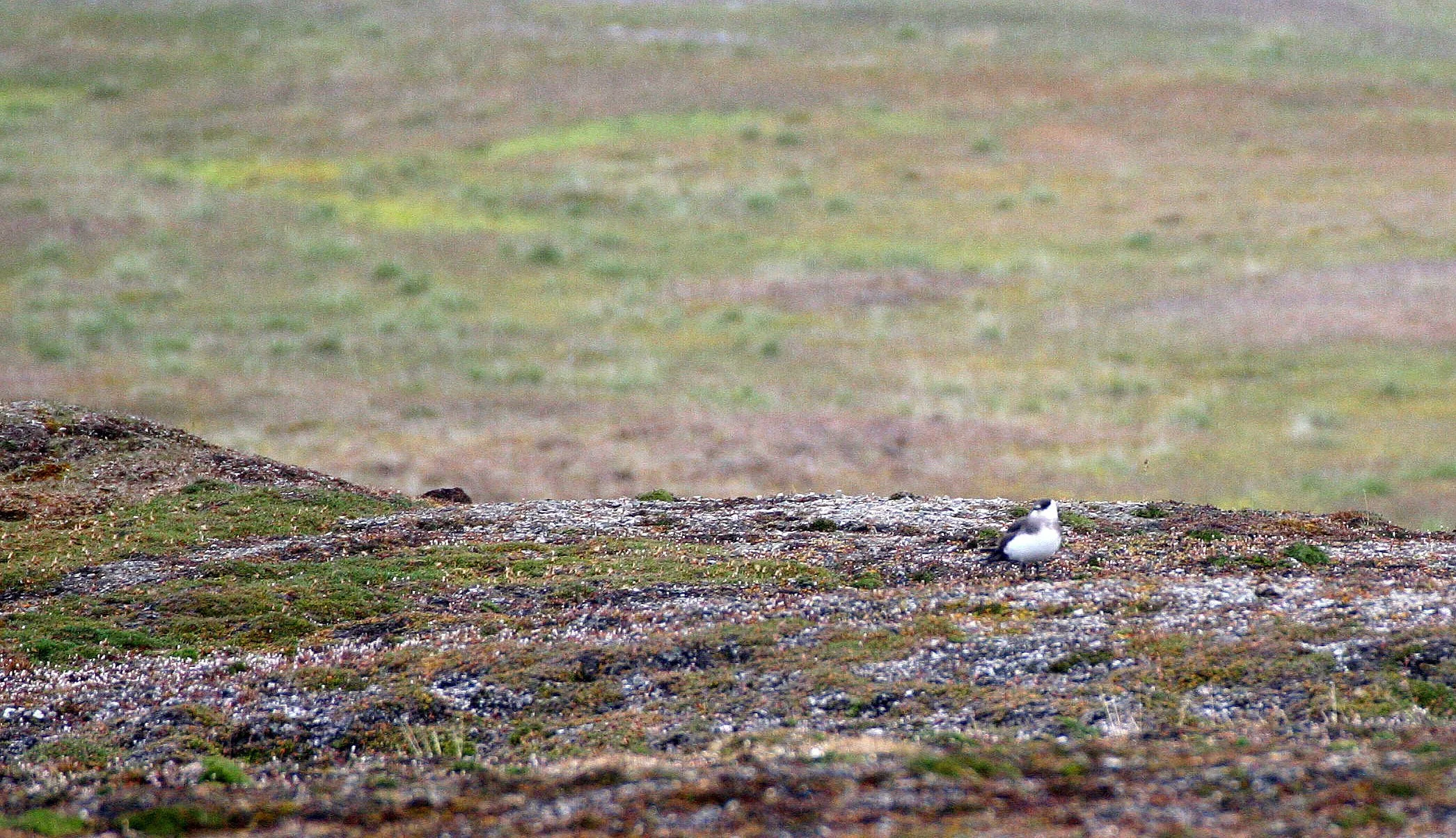 JAEGER - Pomarine Jaeger (Stercorarius pomarinus) Svalbard Norway (20).jpg