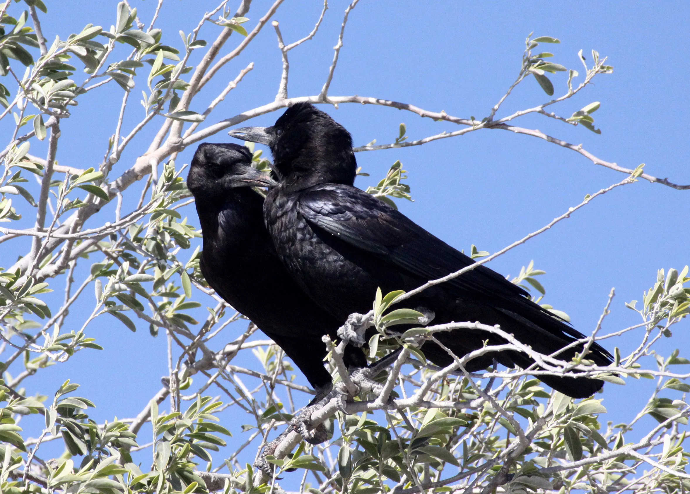 BIRD - CROW - CAPE OR BLACK CROW - CORVUS CAPENSIS - ETOSHA NATIONAL PARK NAMIBIA (7).JPG