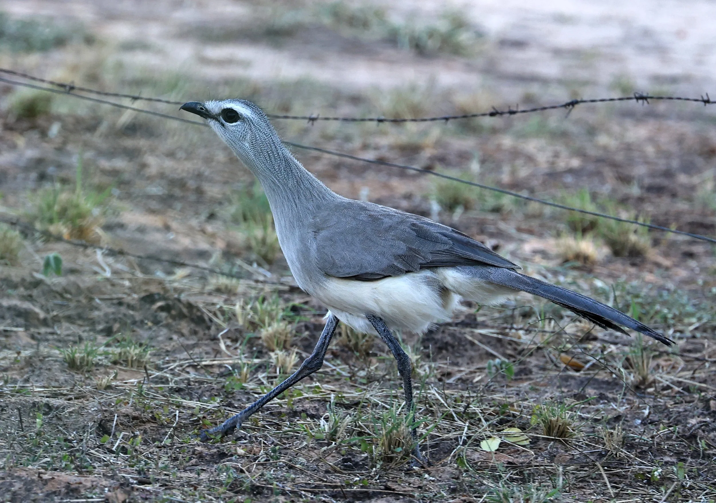 Black-legged Seriema (Chunga burmeisteri) Parque Nacional Teniente Agripino Enciso (46).jpg