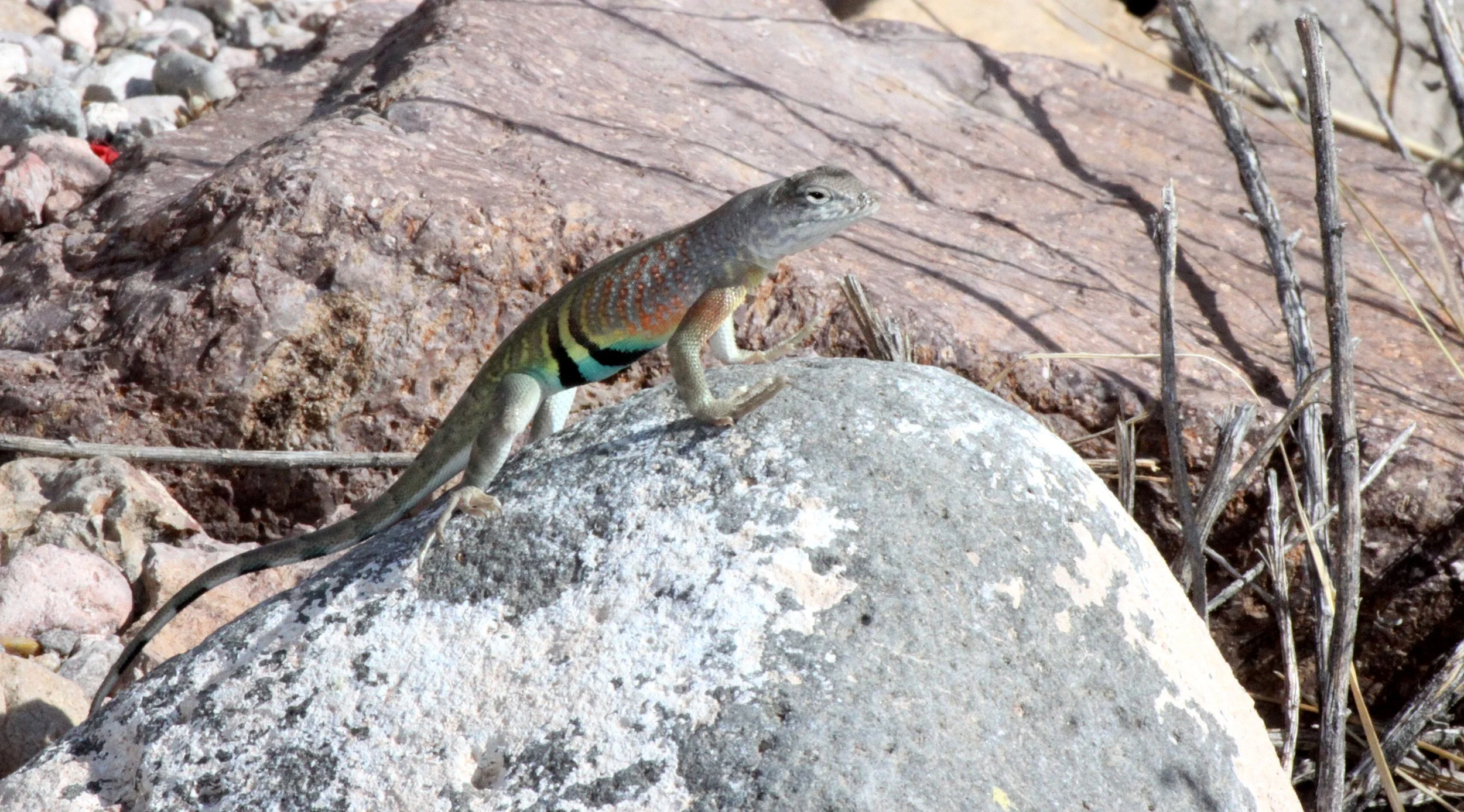 REPTILE - LIZARD - COPHOSAURUS TEXANUS - GREATER EARLESS LIZARD - DRIPPING SPRING NEW MEXICO.JPG
