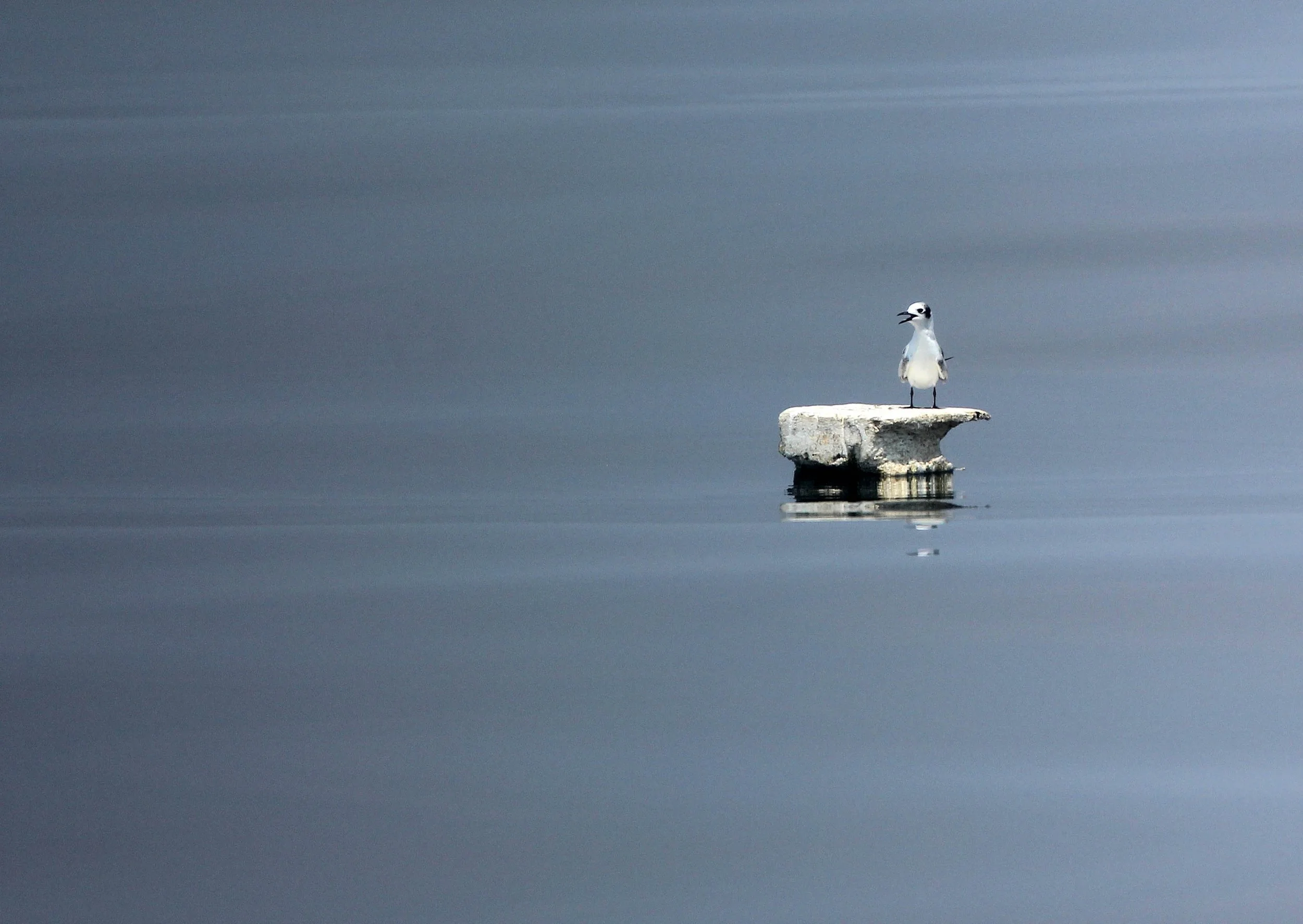 BIRD - TERN - WHISKERED AND LITTLE TERNS - BAN TABOON HARBOR PETCHABURI (15).JPG