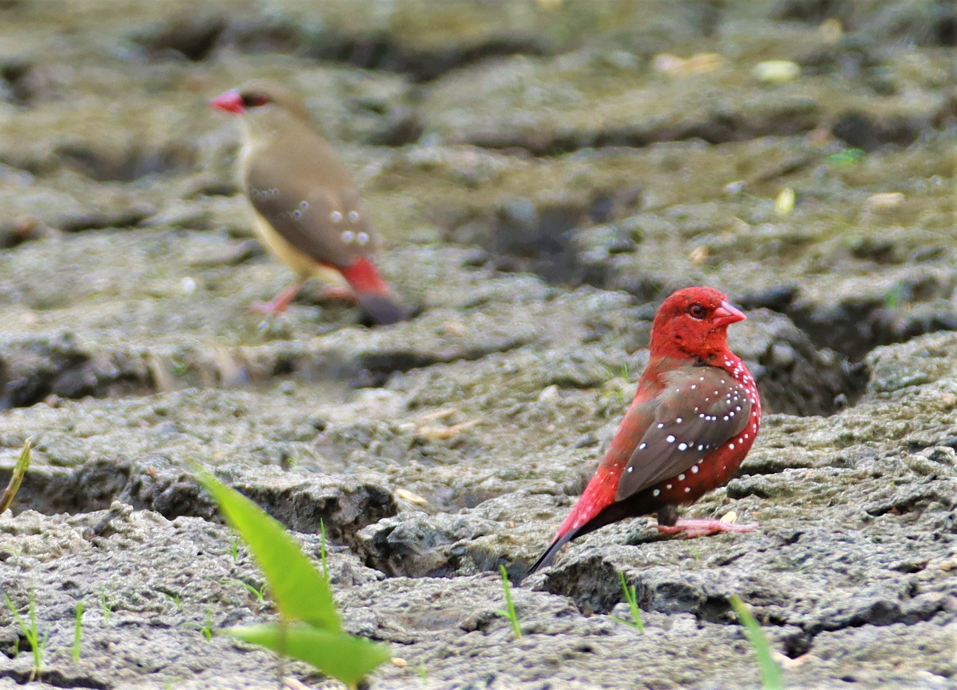 RED AVADAVAT - Amandava amandava - LAT KRABANG THAP YAO RICEFIELDS August 25, 2021 (17).jpg