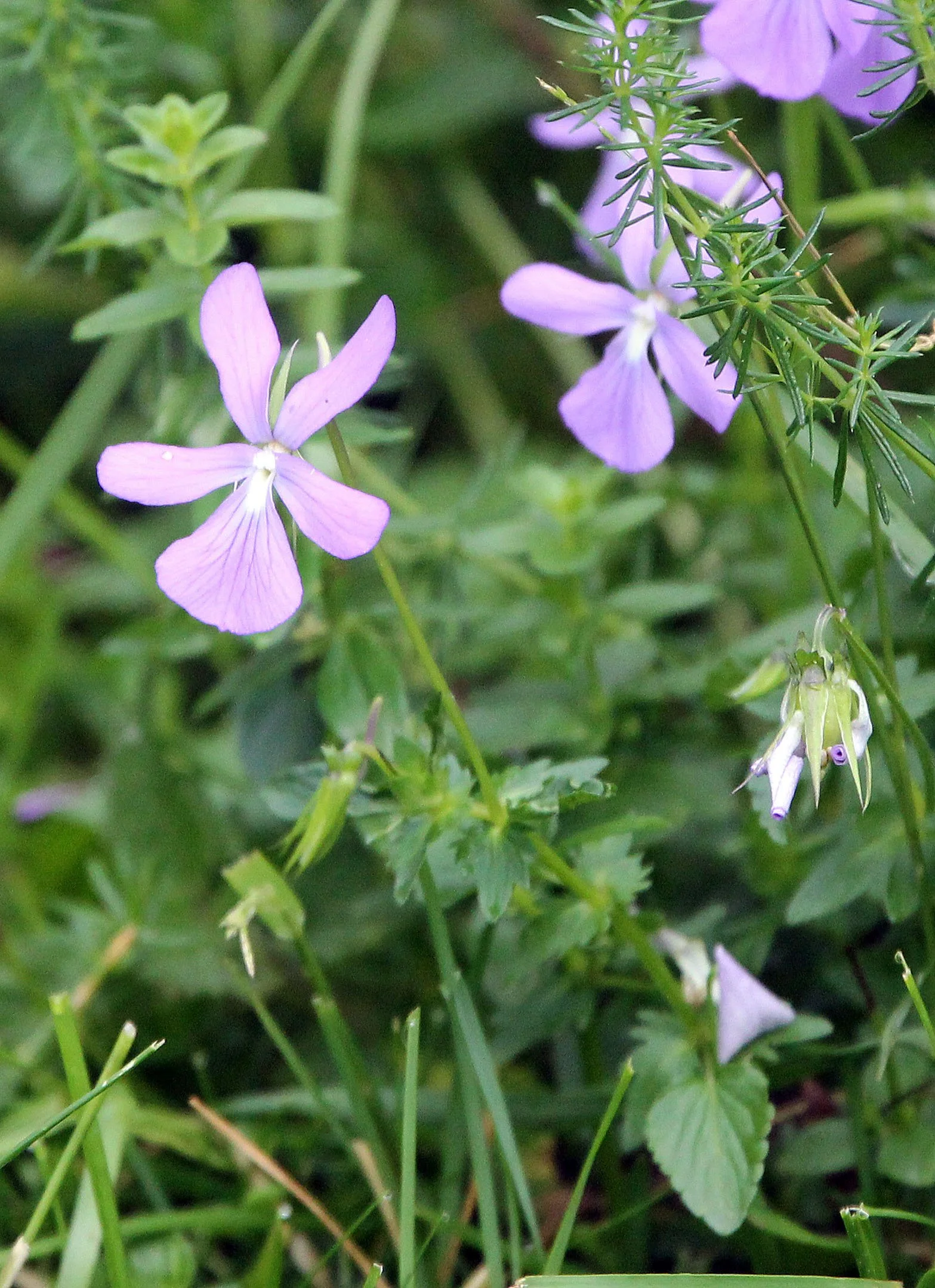 ARRENS MARSOUS PYRENEES NATIONAL PARK FRANCE (23).JPG