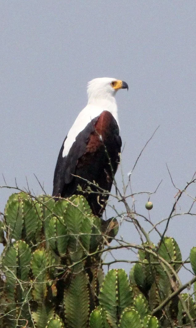 Haliaeetus vocifer - AFRICAN FISH EAGLE - QUEEN ELIZABETH NP UGANDA (16).JPG