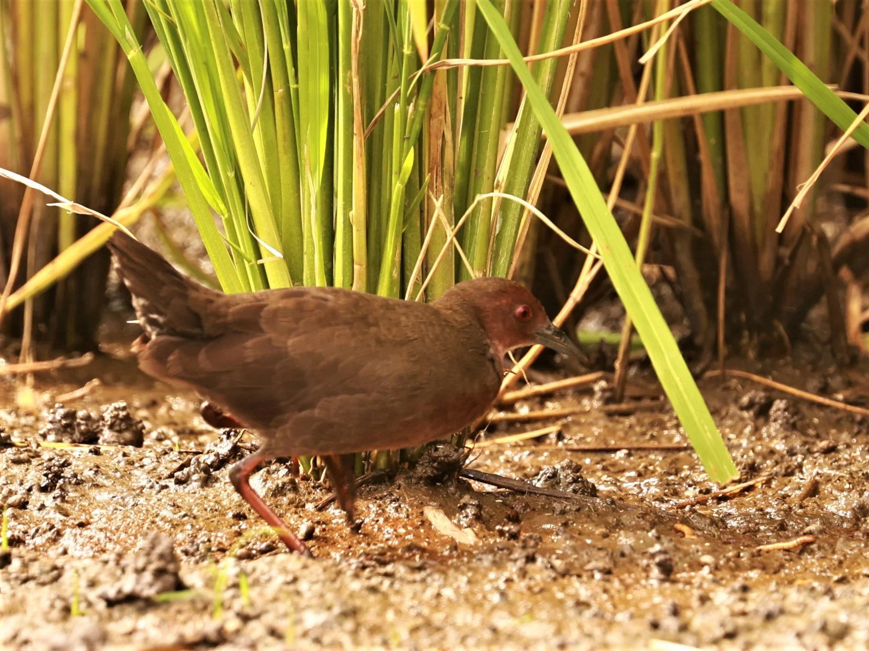 Ruddy-breasted Crake (Porzana fusca) Pathum Thani Rice Research Center (4).jpg