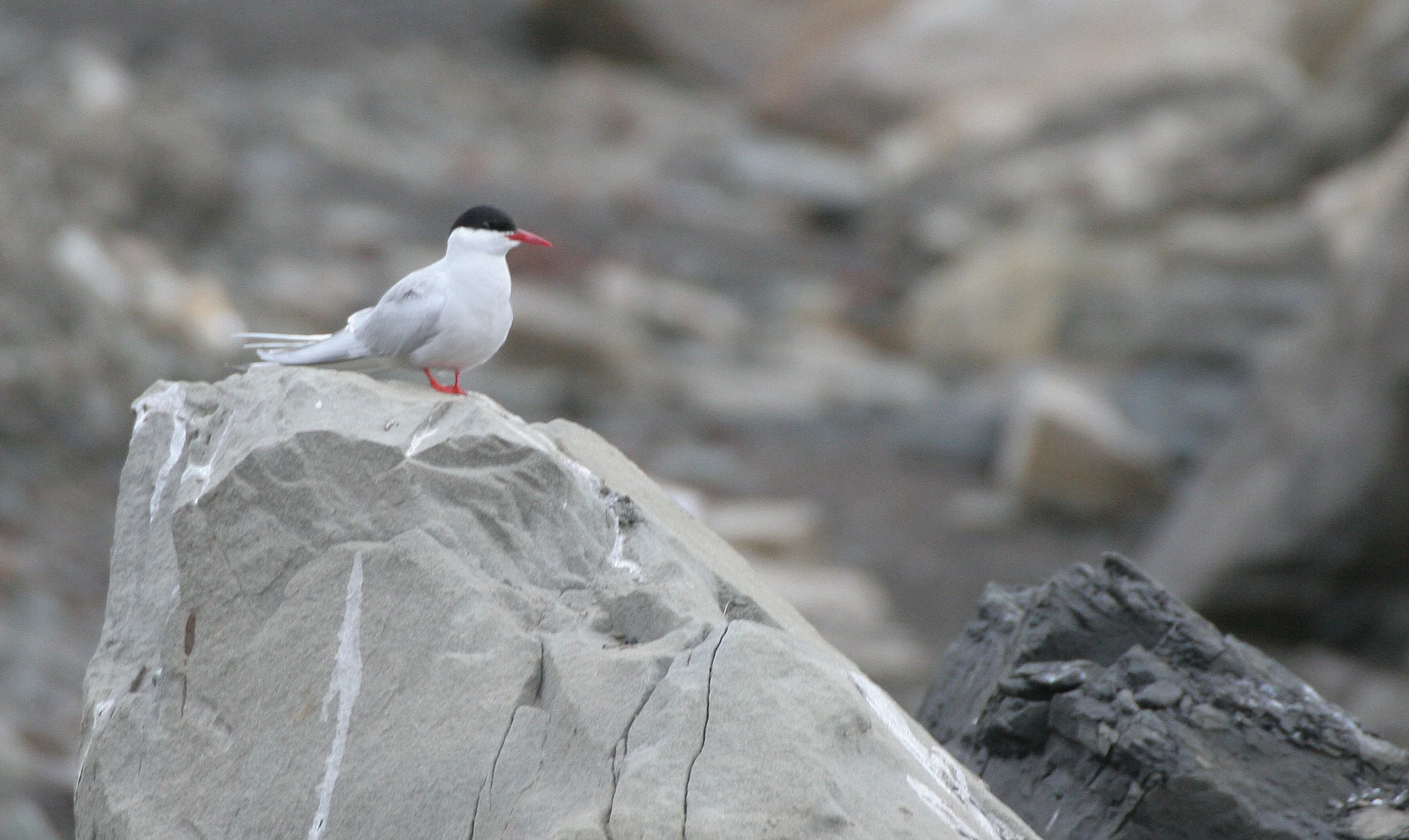 BIRD - TERN - ARCTIC TERN - SVALBARD (10).jpg