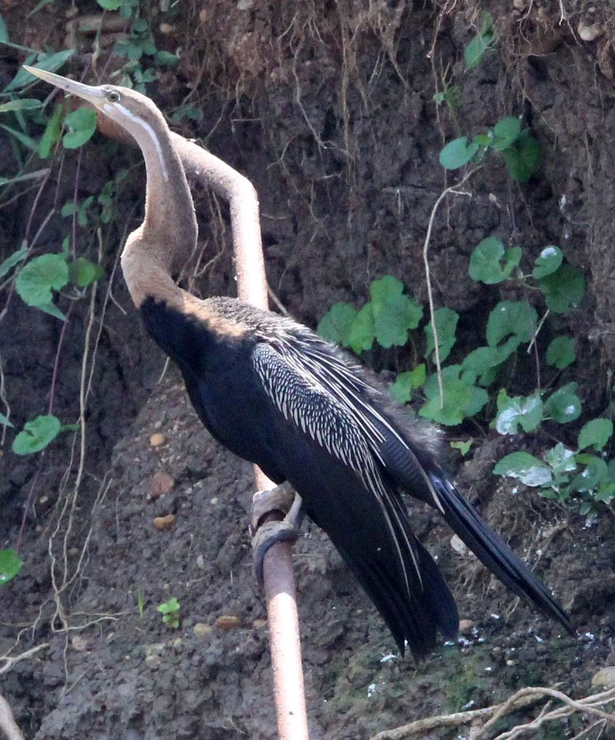 BIRD - DARTER - AFRICAN DARTER - MURCHISON FALLS NATIONAL PARK UGANDA (1).JPG