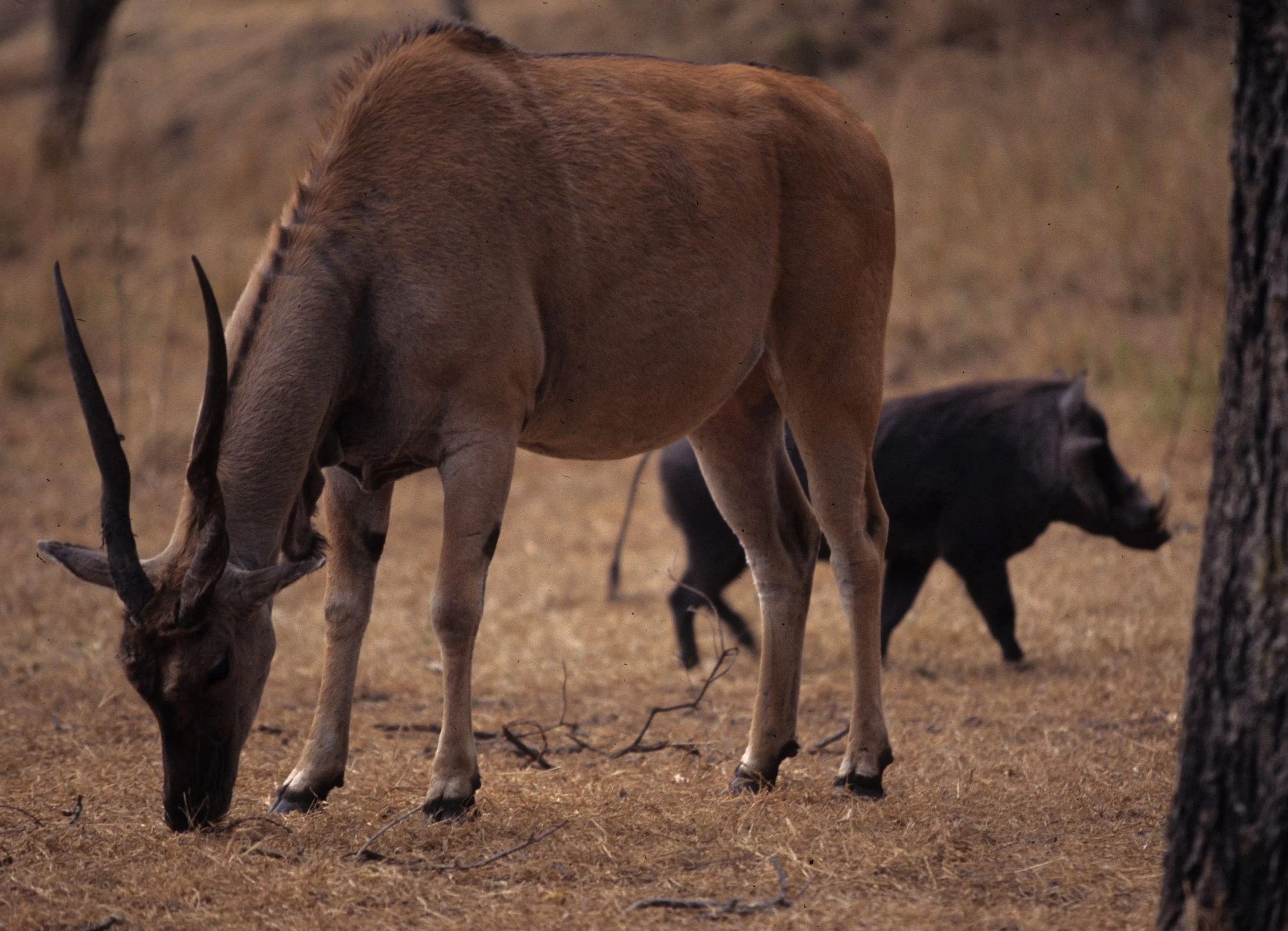 BOVID - ELAND - LESSER - ZIMBABWE (6).jpg