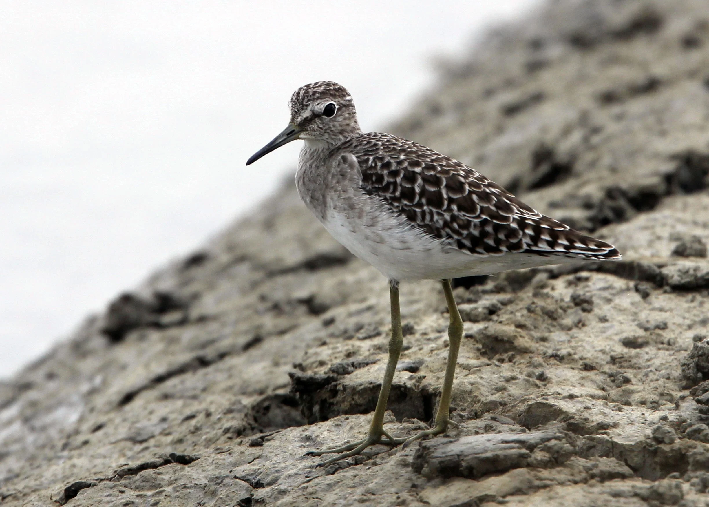 SANDPIPER - WOOD SANDPIPER - Tringa glaveola - KOK KHAM MACHACHAI - SALT PONDS - NEAR BANGKOK THAILAND (10).JPG