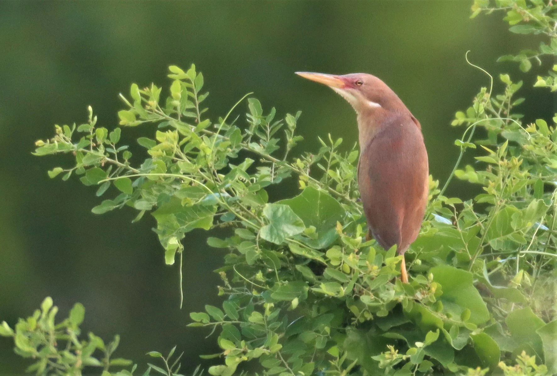 BITTERN - CINNAMON BITTERN (CHESTNUT BITTERN) - Ixobrychus cinnamomeus - PATHUM THANI RICE RESEARCH CENTER (32).jpg