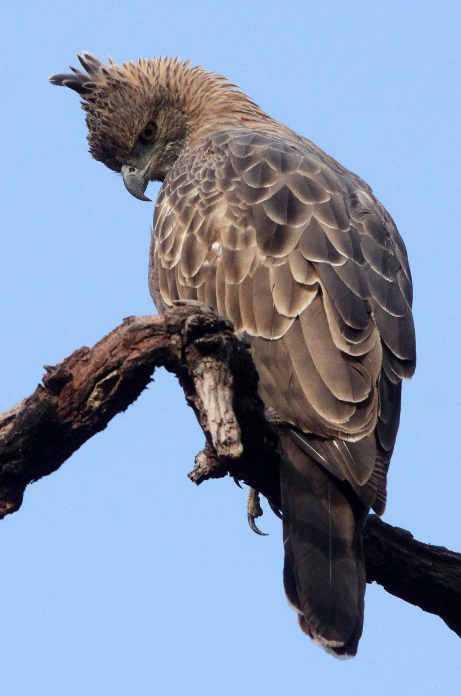Nisaetus cirrhatus cirrhatus - INDIAN CHANGEABLE HAWK EAGLE - BANDHAVGAR NATIONAL PARK INDIA (44).JPG