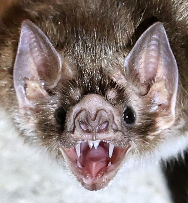 Common Vampire Bat (Desmodus rotundus) Abandoned house on road between Pozo Colorado & Asuncion (4).jpg