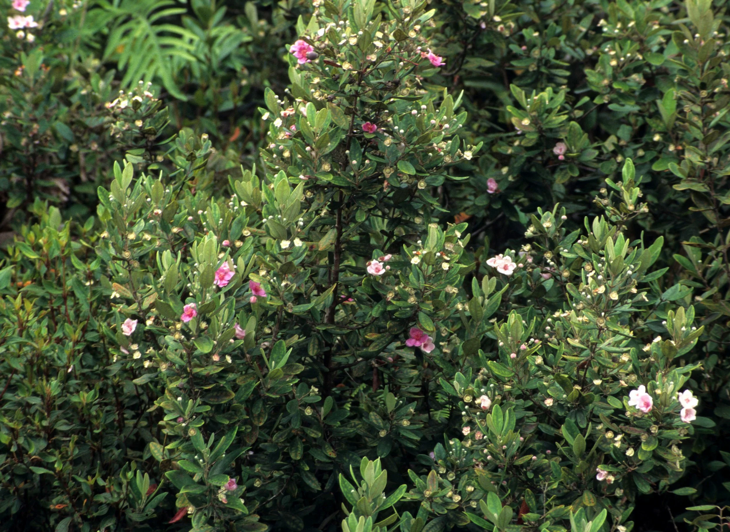 HAWAII - HAWAII - NATIVE PLANTS (2).jpg