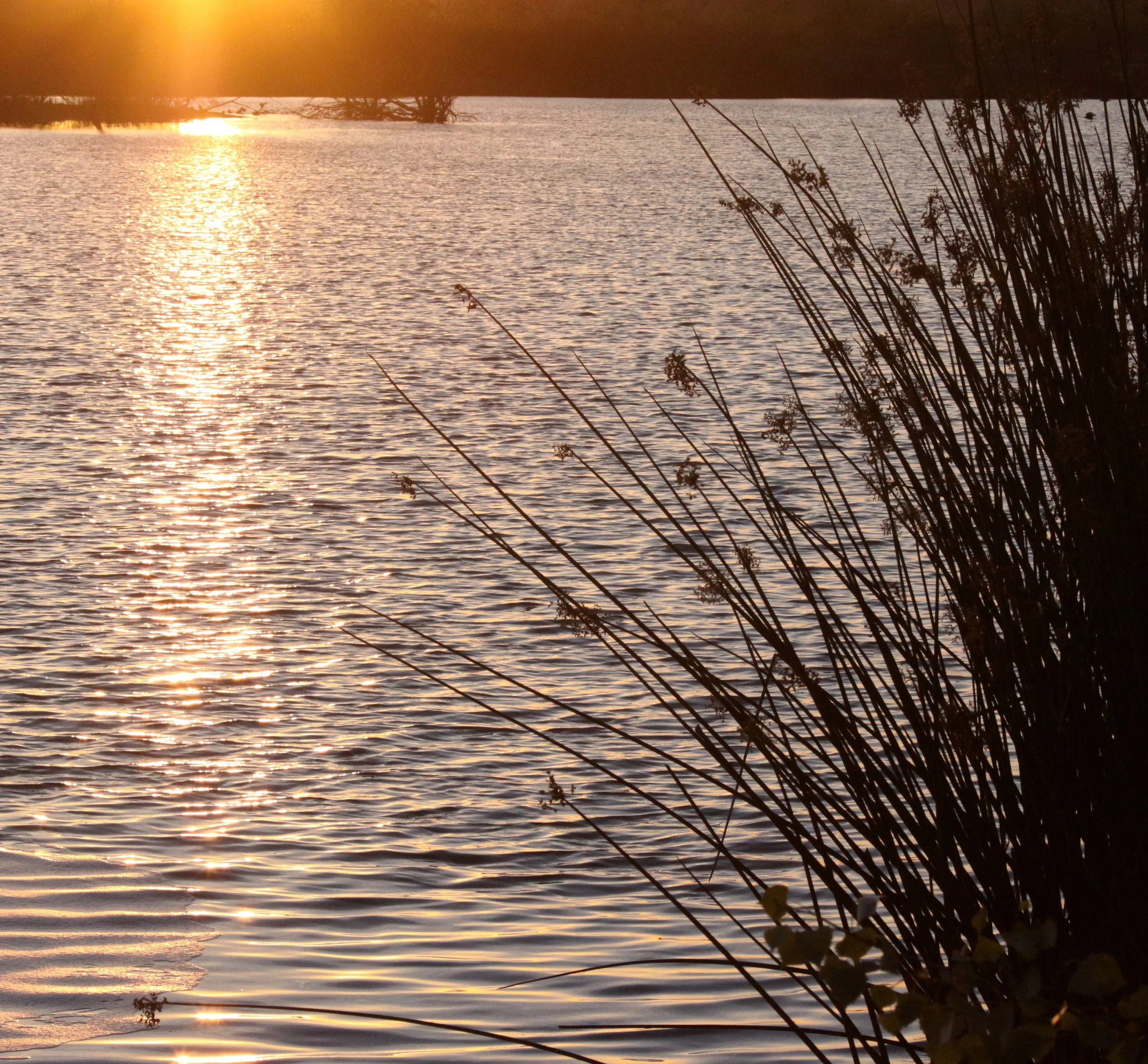 SAN JOAQUIN WILDLIFE RESERVE IRVINE CALIFORNIA - ROADTRIP 2010 (7).JPG