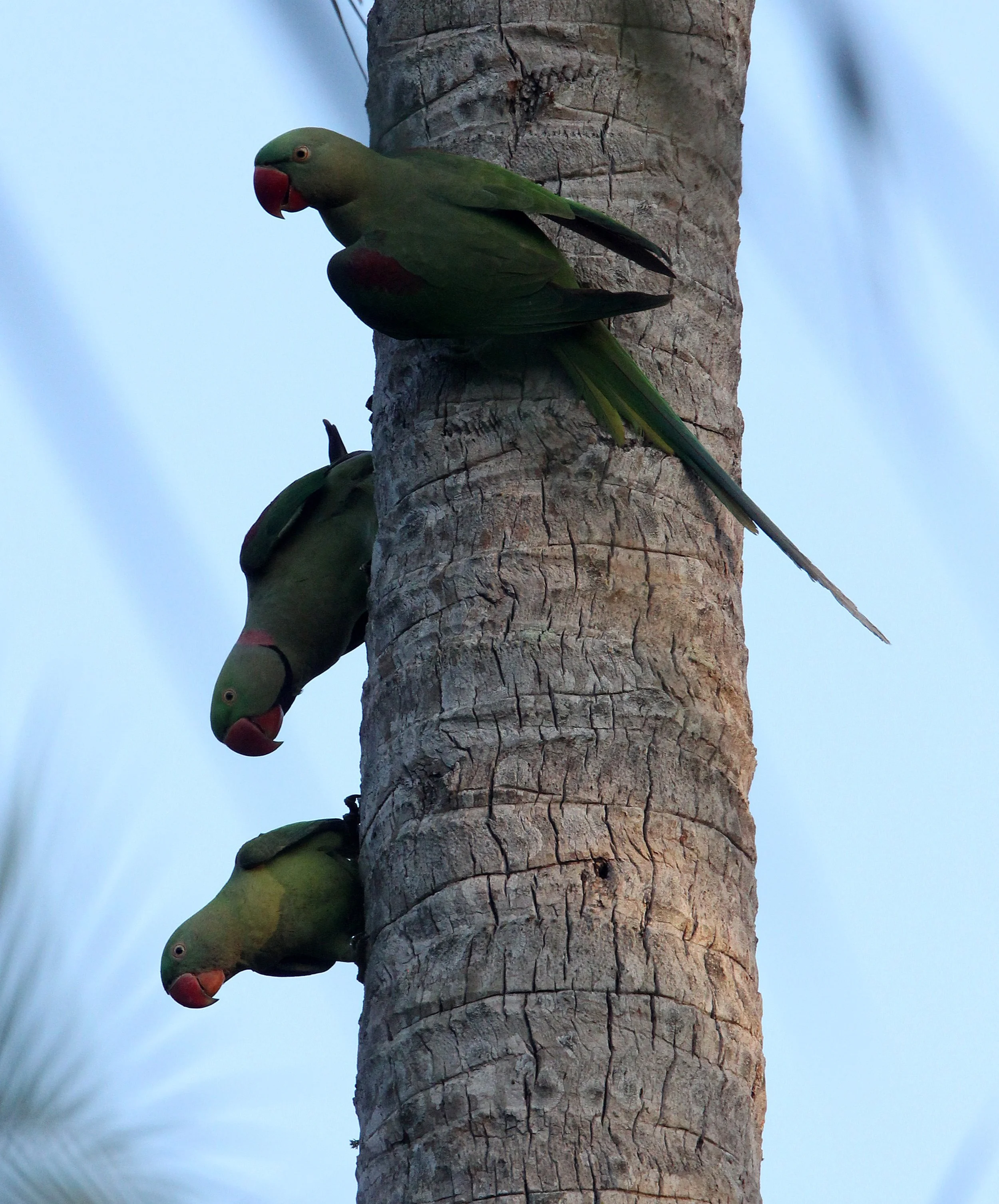 BIRD - PARAKEET - ALEXANDRINE PARAKEET - NIGAMBU FOREST AREA SRI LANKA (35).JPG