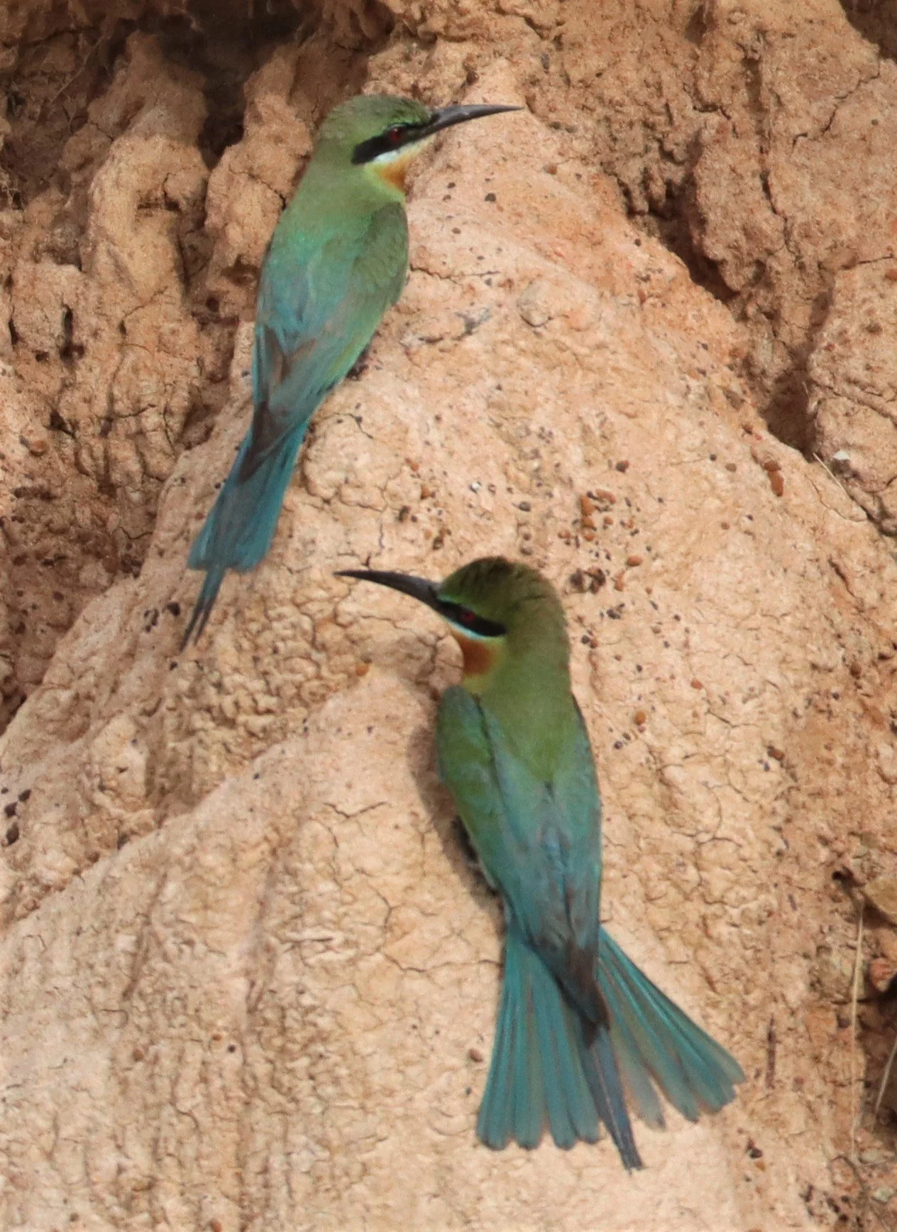 BEE EATER - BLUE-TAILED BEE-EATER - Merops philippinus - PETCHABURI OPEN QUARY AREA ON WAY TO BAAN MAKA (13).jpg