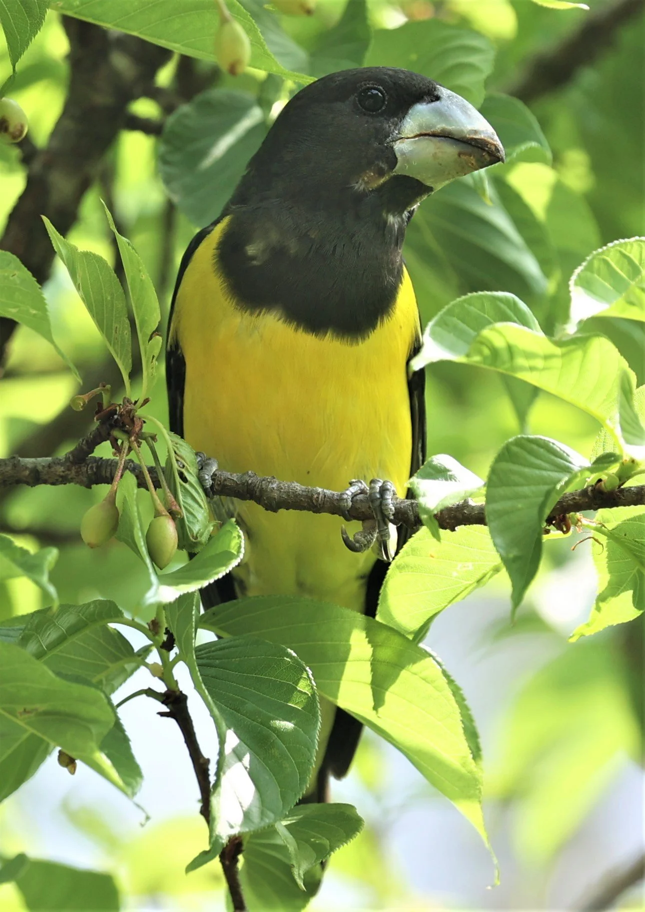 Spot-winged Grosbeak (Mycerobas melanozanthos) Doi Ang Kang, Chiang Mai Thailand (119).jpg