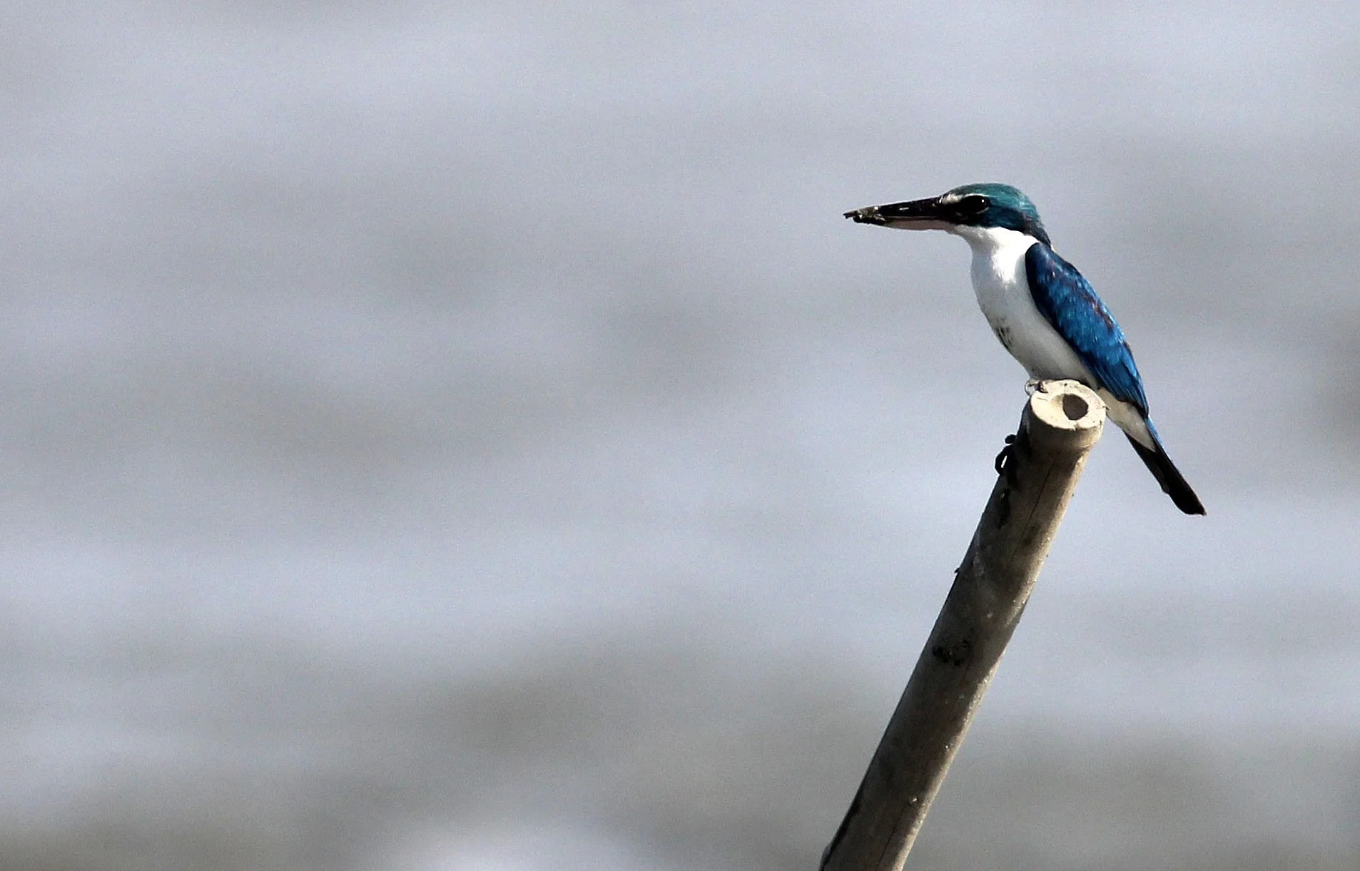 KINGFISHER - COLLARED KINGFISHER - Todiramphus chloris - PAK THALE LIAM PAK BIA THAILAND (20).JPG