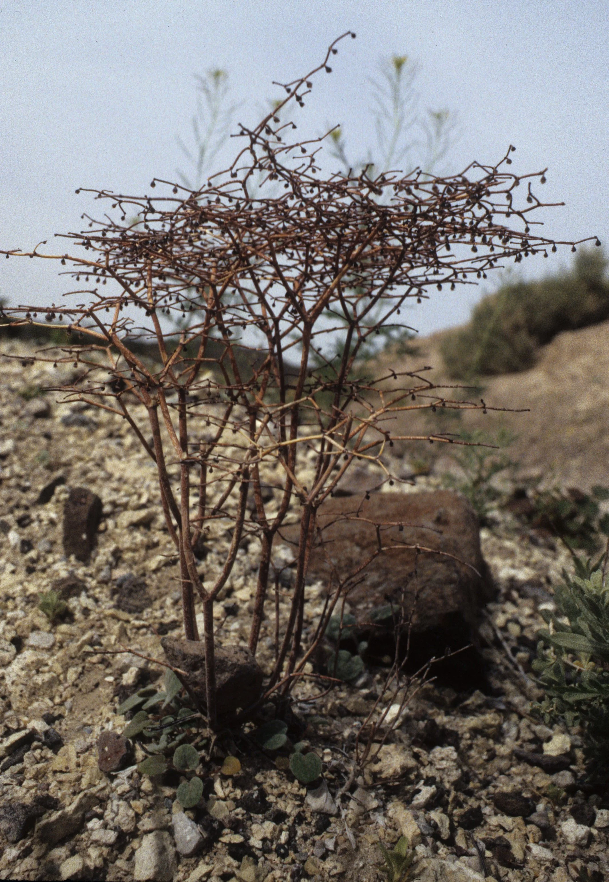 DEATH VALLEY - ERIOGONUM SPECIES - FLATCROWNED ERIOGONUM.jpg