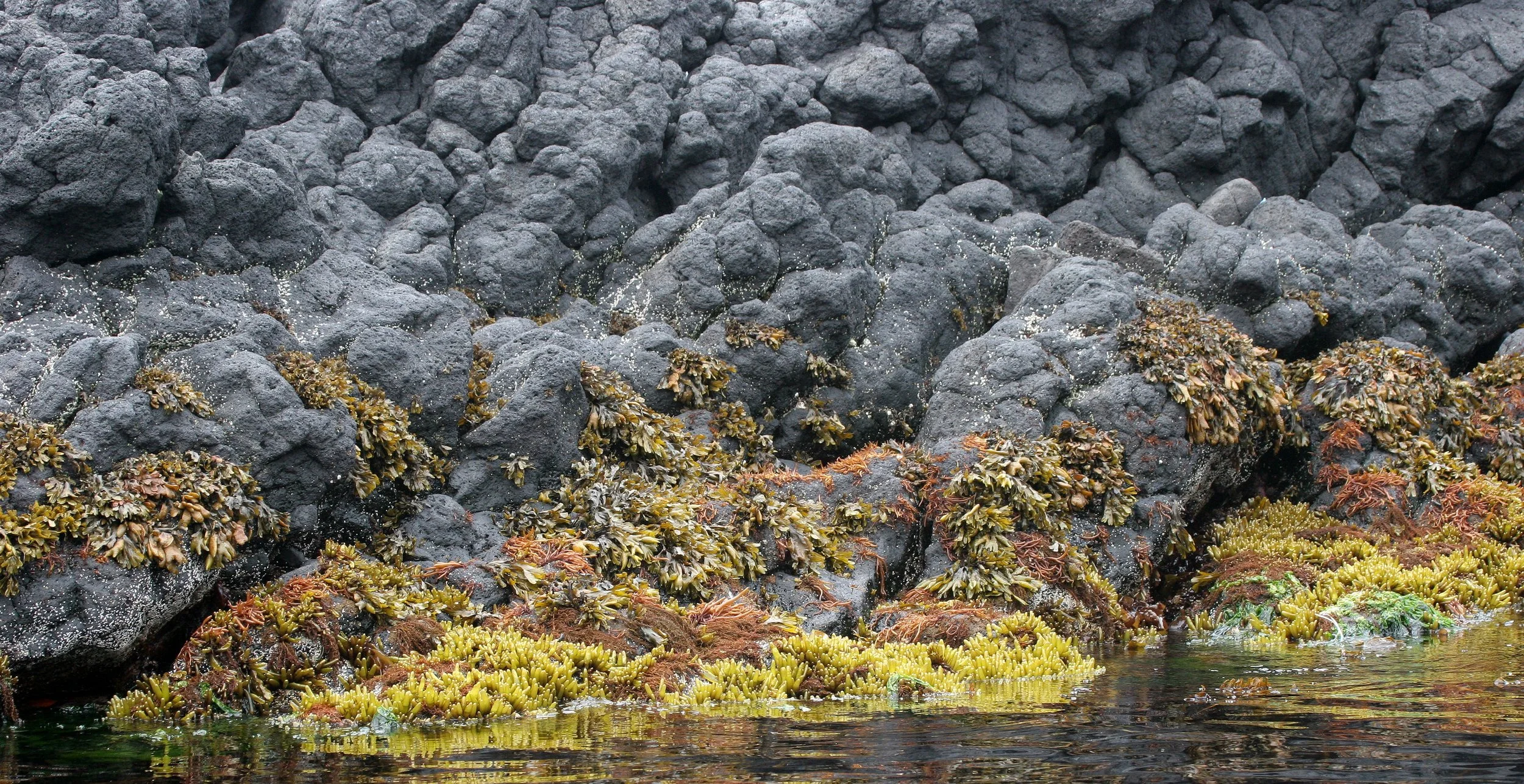KURIL ISLANDS - FLORA  (26).jpg