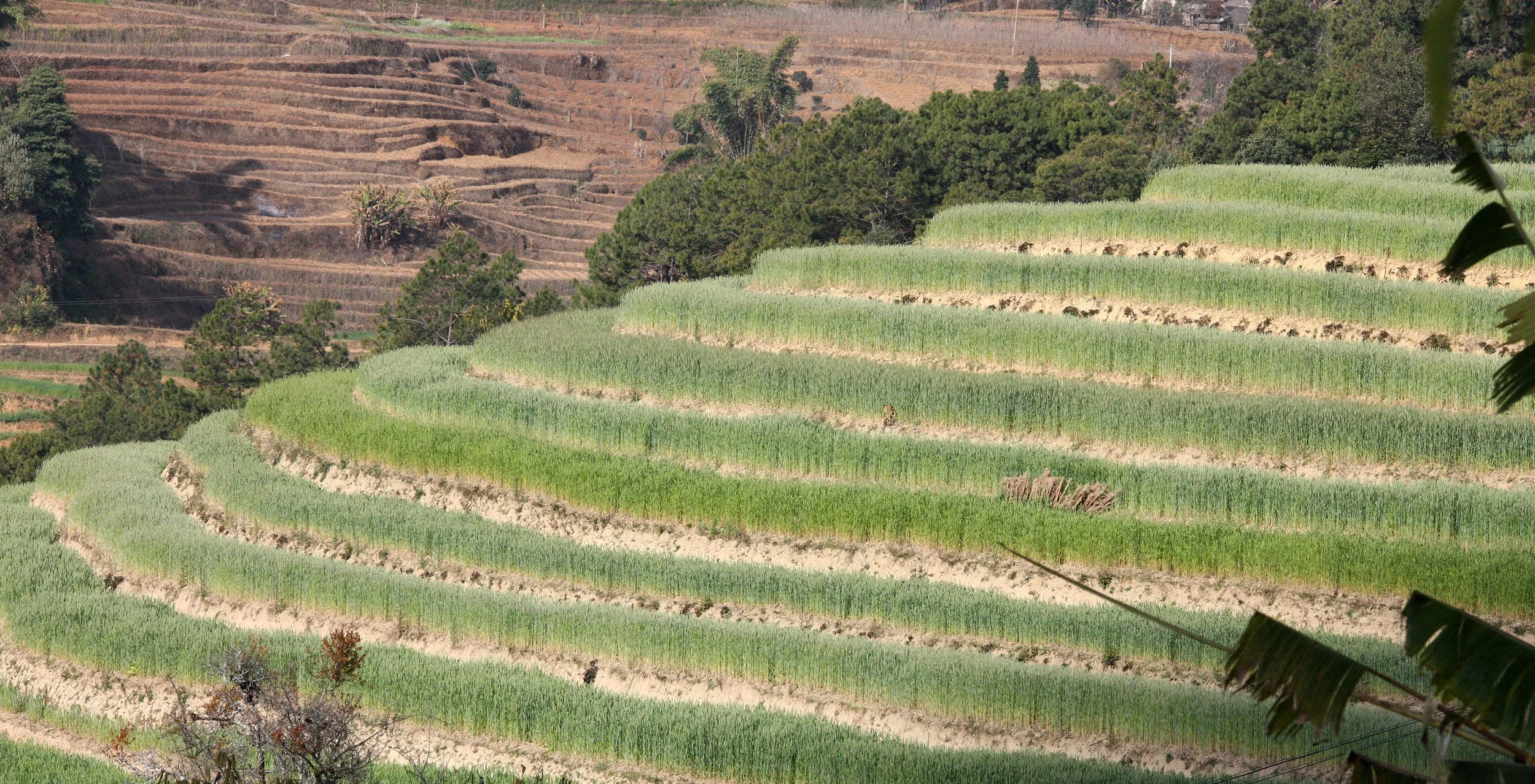 YUNNAN - WULIANGSHAN NATURE RESERVE AND SURROUNDING REGION (15).JPG