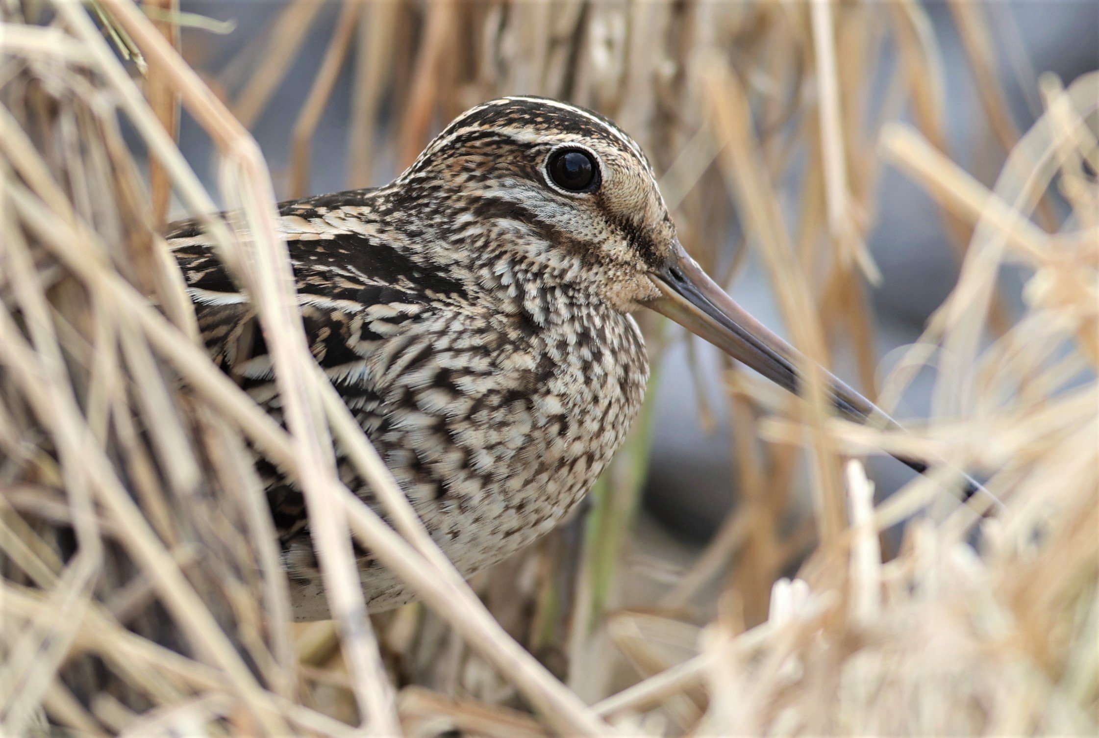 SNIPE - COMMON SNIPE - Gallinago gallinago - PATHUM THANI RICE RESEARCH CENTER 06 NOV 2021 (13).jpg
