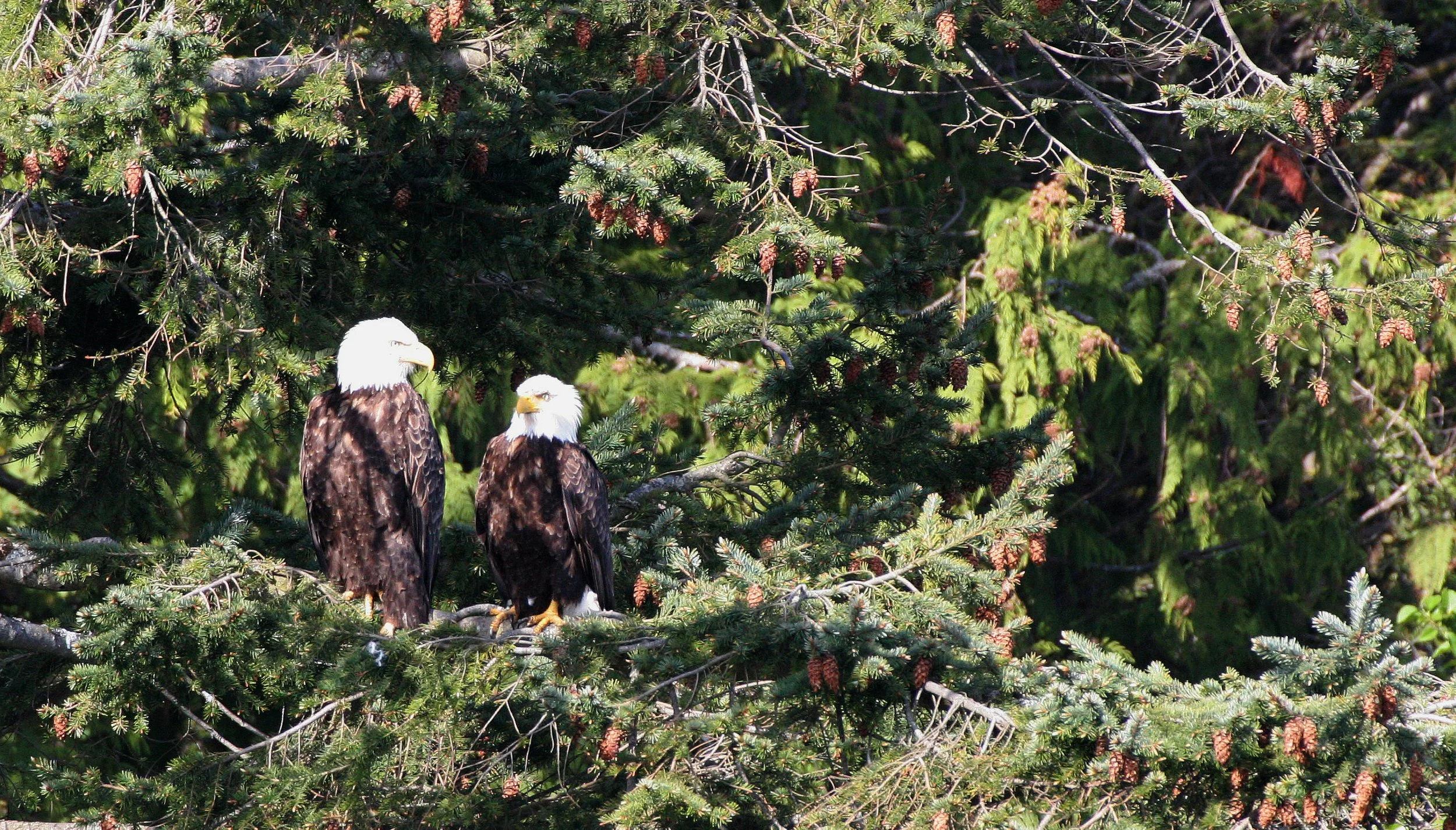 BIRD - EAGLE - BALD EAGLE - LAKE FARM BLUFFS (119).JPG