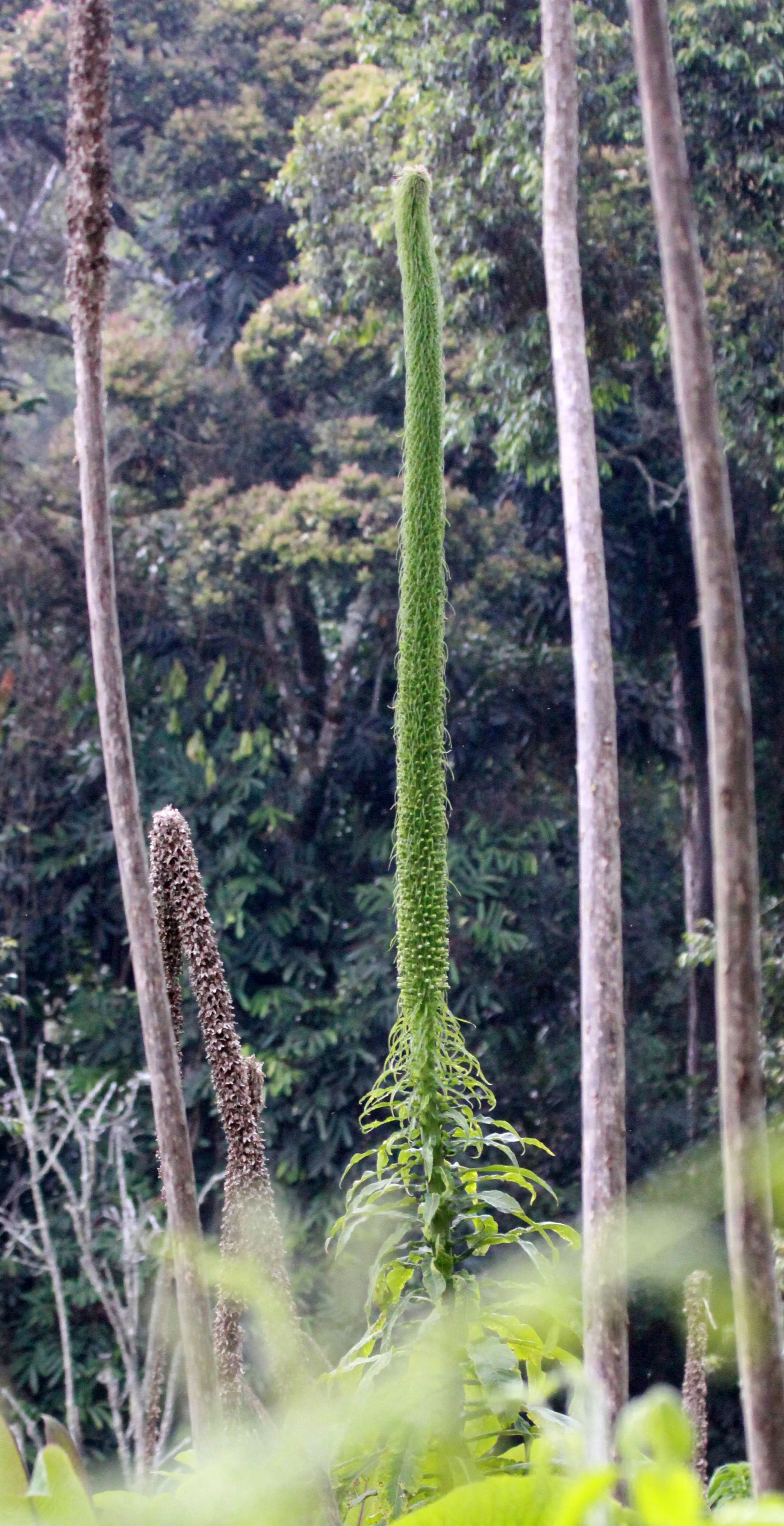 NYUNGWE NATIONAL PARK RWANDA (535).JPG