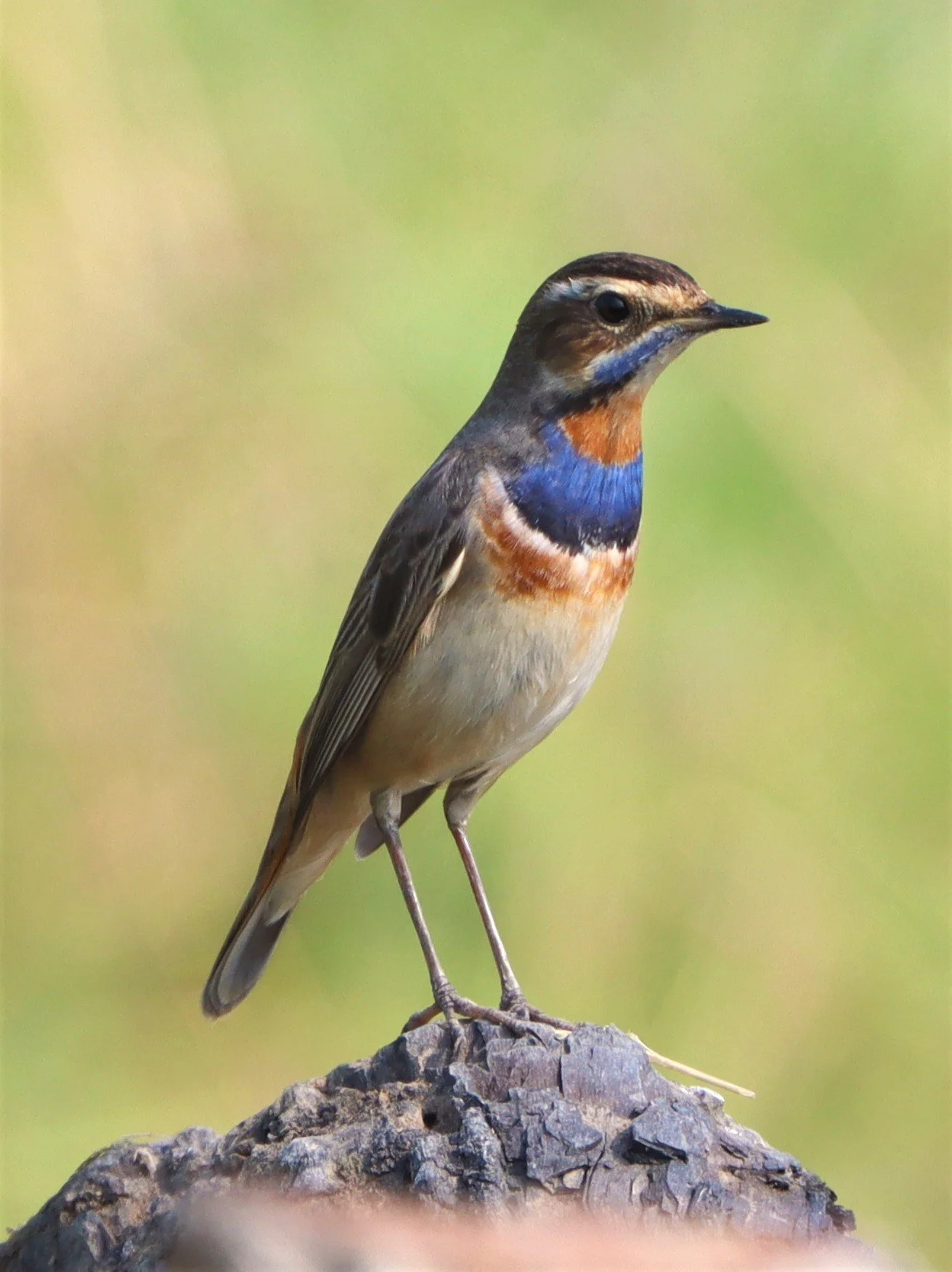 BLUETHROAT - Luscinia svecica - LAT KRABANG WETLANDS NEAR BKK (5).jpg