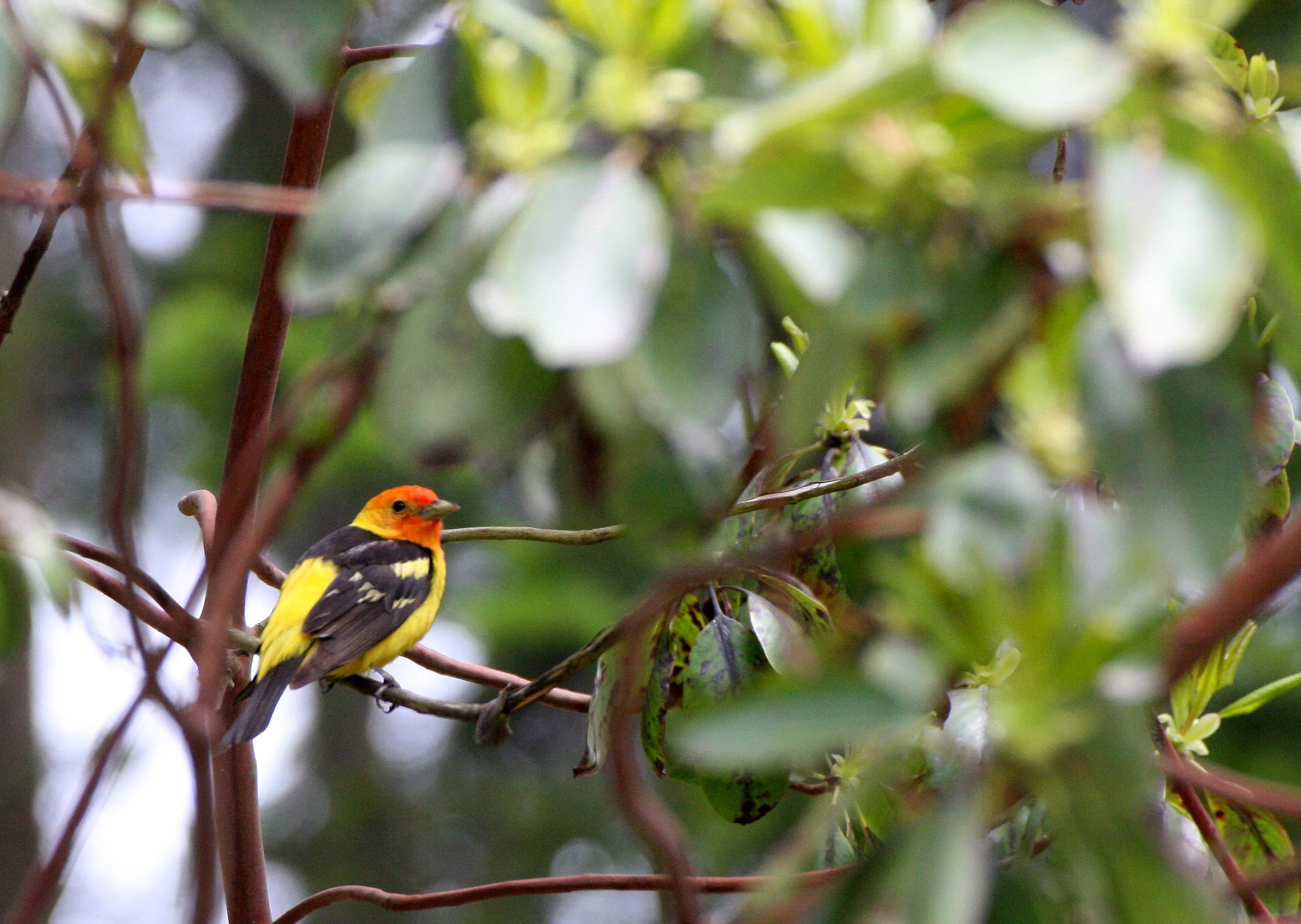 Tanager - Piranga ludoviciana - Western Tanager - Lake Farm, Port Angeles, Olympic Peninsula Washington (30).JPG