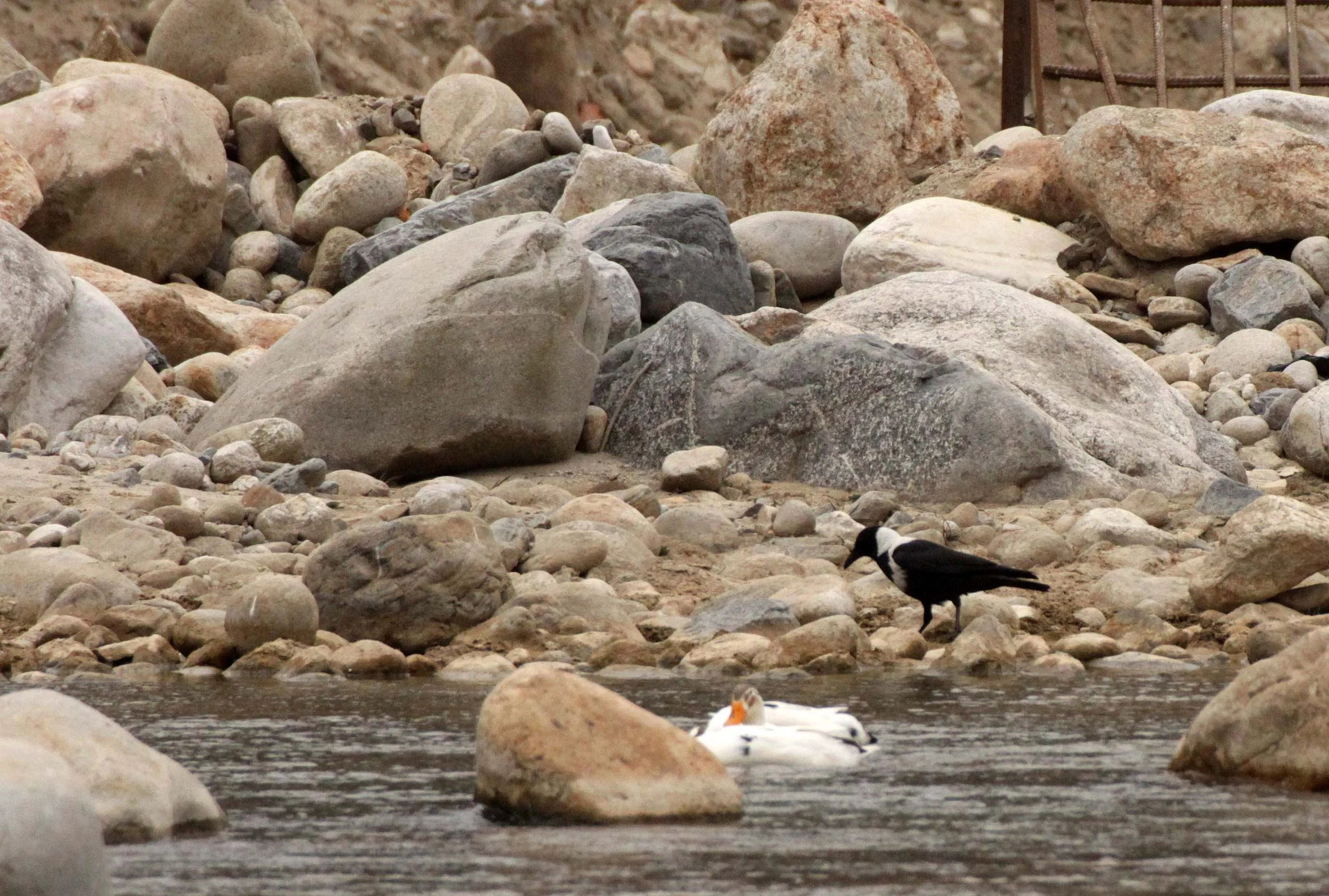 BIRD - IBISBILL - FOPING NATURE RESERVE SHAANXI PROVINCE CHINA (39).JPG