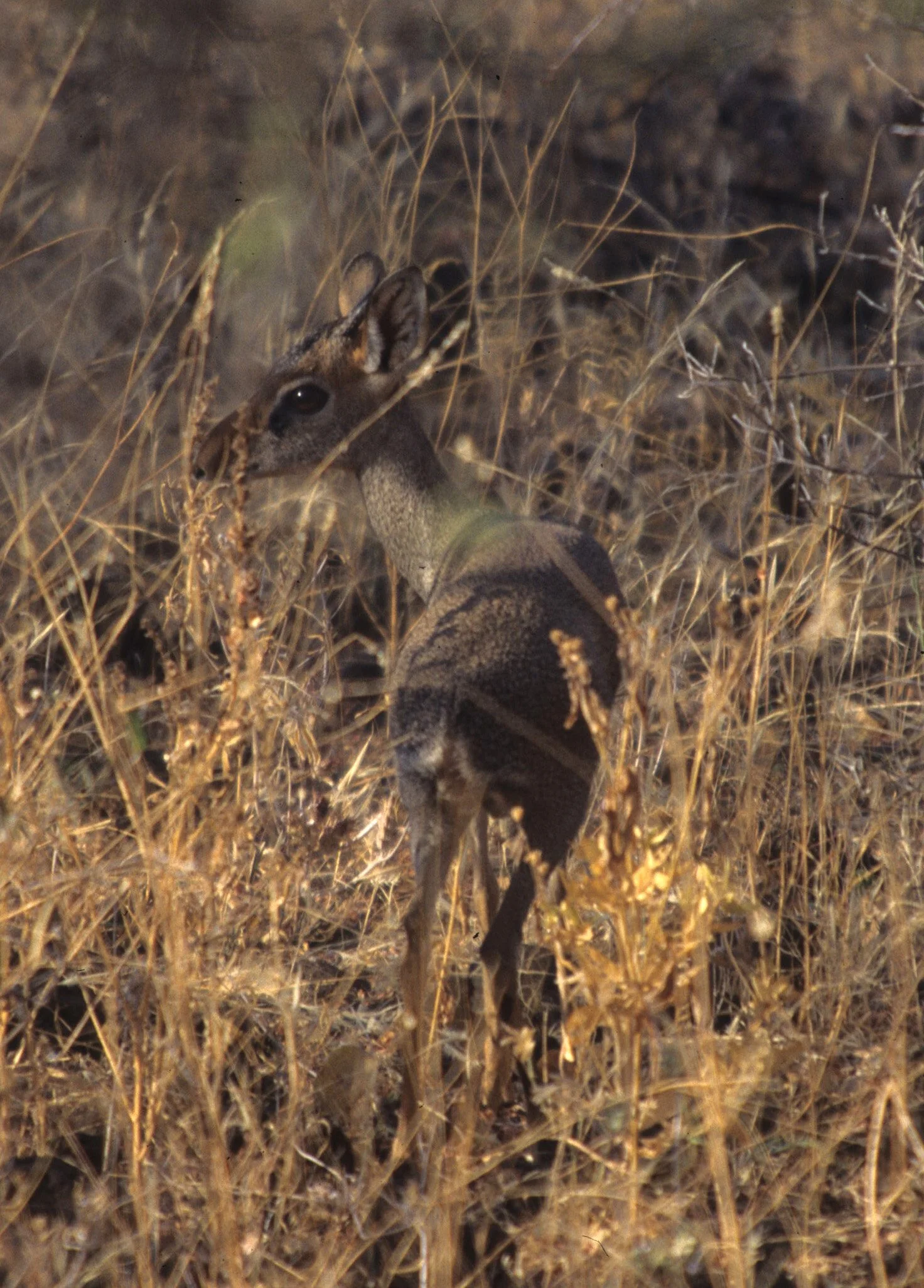 BOVID - DIK DIK - KIRKS - SERENGETI (13).jpg