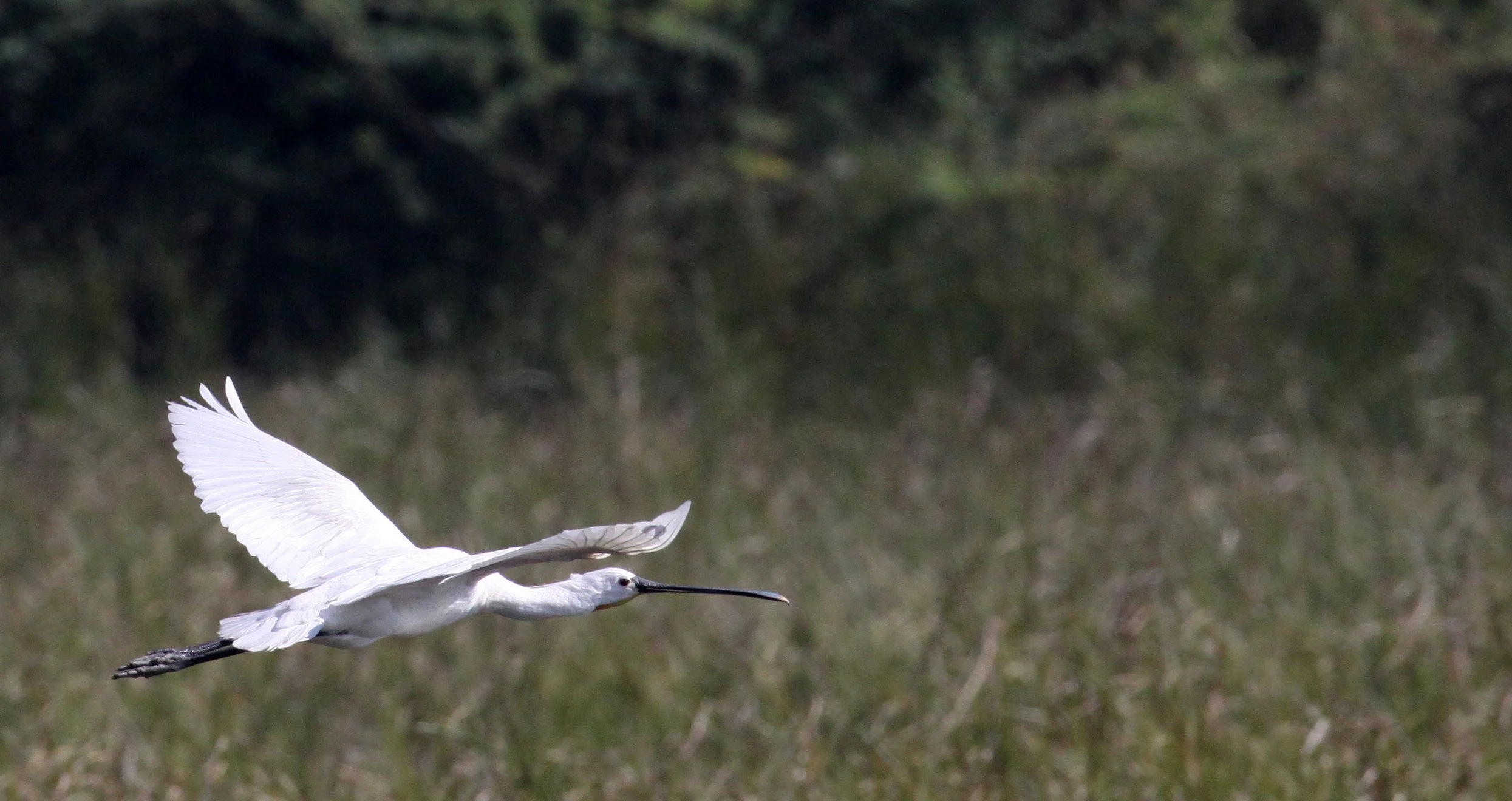 SPOONBILL - EURASIAN SPOONBILL - Platalea leucorodia - LITTLE RANN OF KUTCH GUJARAT INDIA (19).JPG