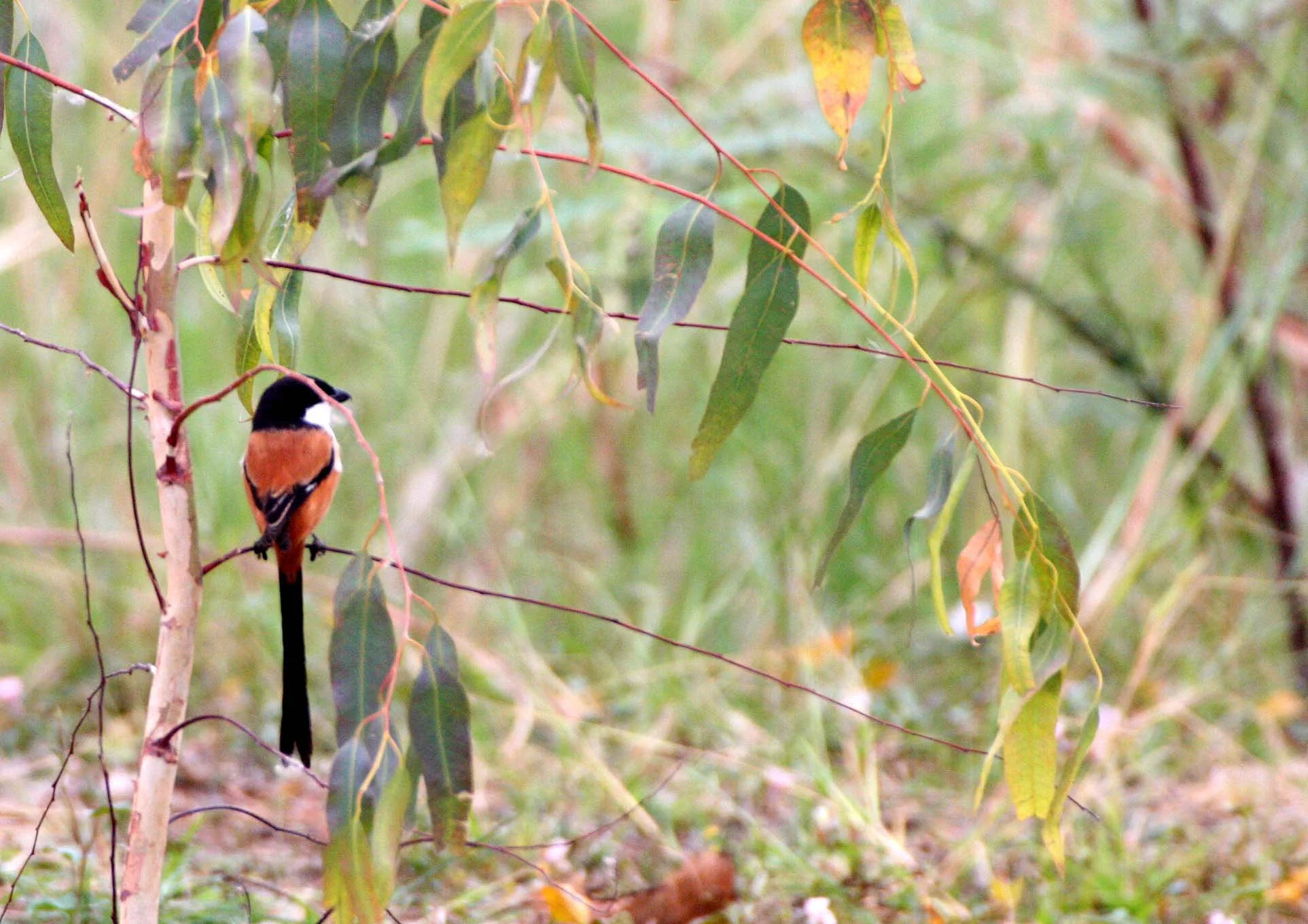 Long-tailed Shrike (Lanius schach) Bueng Boraphet Wetlands Nakhon Sawan Thailand (9).JPG