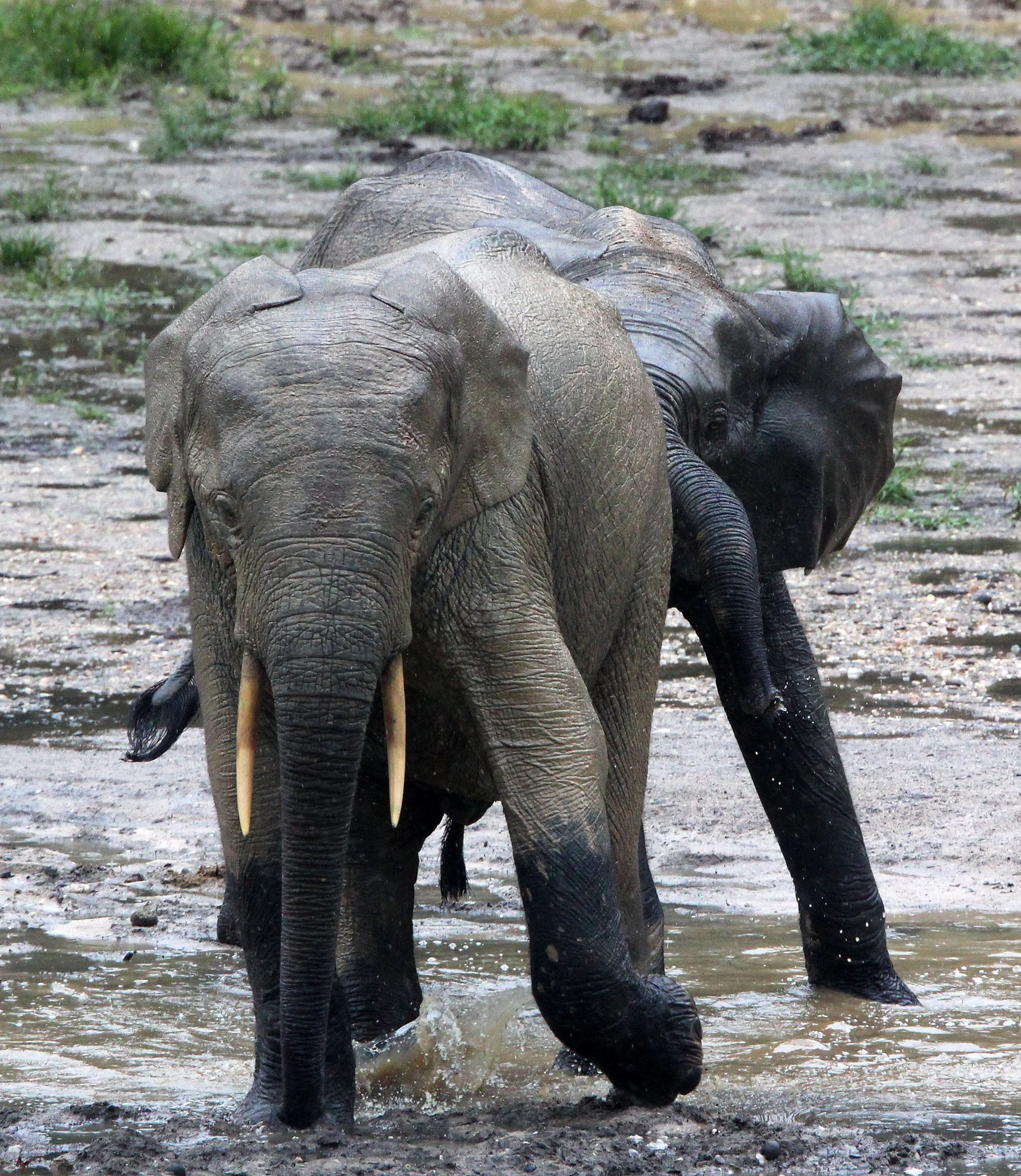 ELEPHANT - FOREST ELEPHANT - DZANGA BAI - DZANGA NDOKI NP CENTRAL AFRICAN REPUBLIC (46).JPG