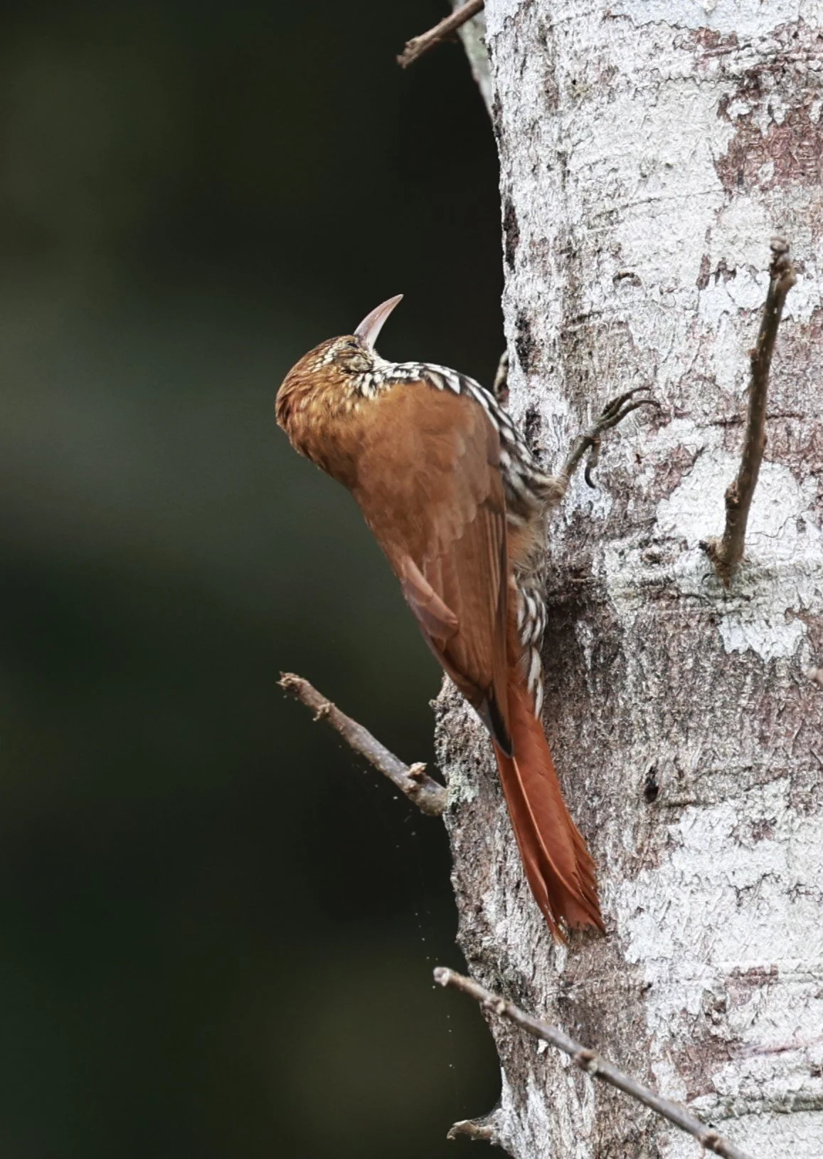 Woodcreeper - Lesser Woodcreeper - Xiphorhynchus fuscus - Feliciano Miguel Abdala Reserve (Caratinga Biological Reserve), ES (2).JPG