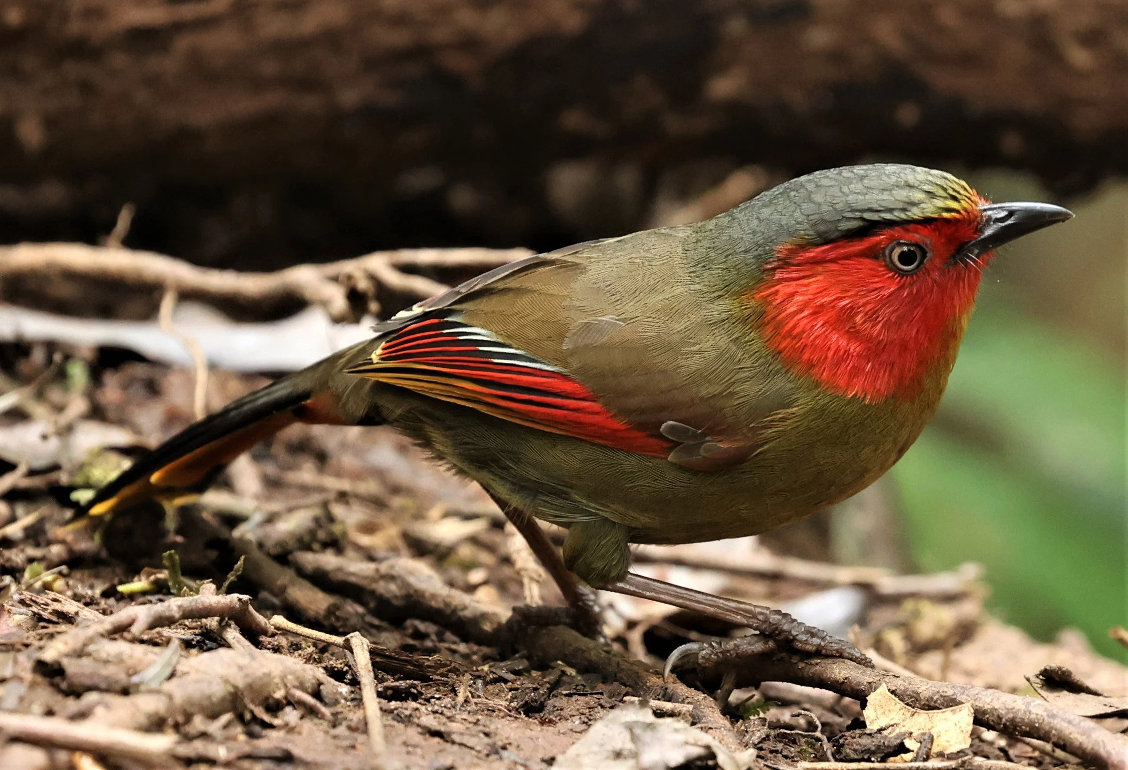 LIOCICHLA - SCARLET-FACED LIOCICHLA - Liocichla ripponi - DOI PHA HOM POK NP DOI LANG EAST FEB 2022 (91).jpg