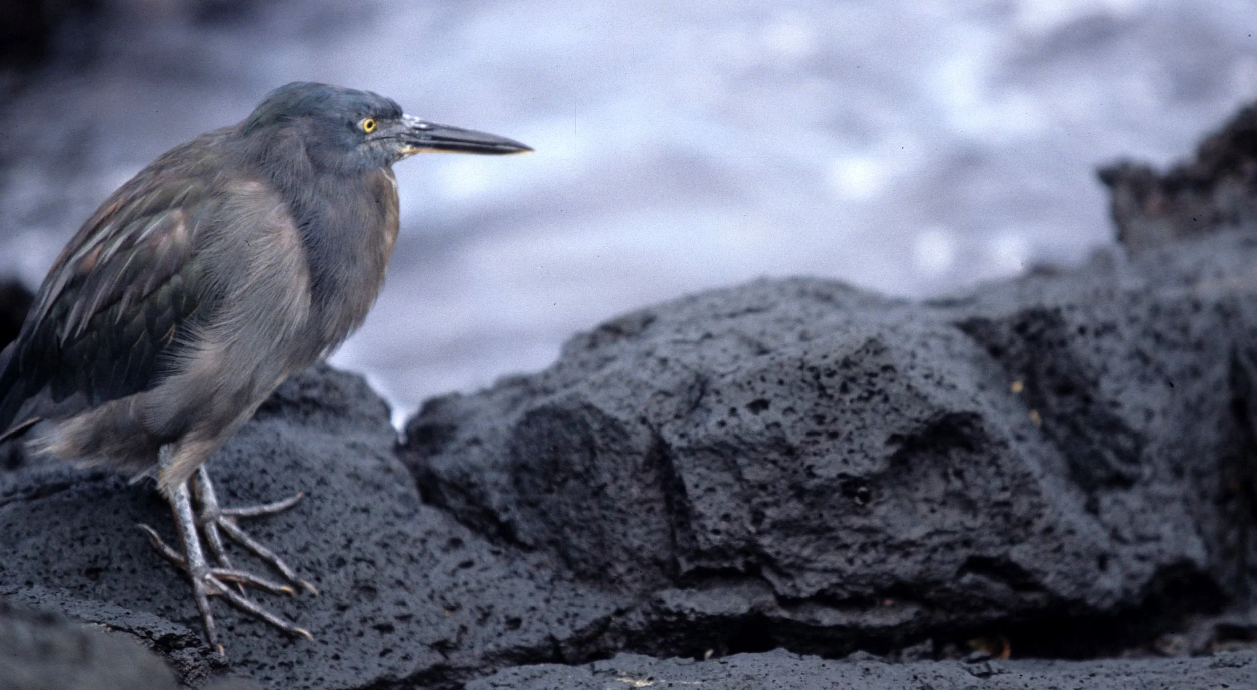HERON - LAVA HERON (GALAPAGOS HERON) - Butorides sundevalli - GALAPAGOS (7).jpg