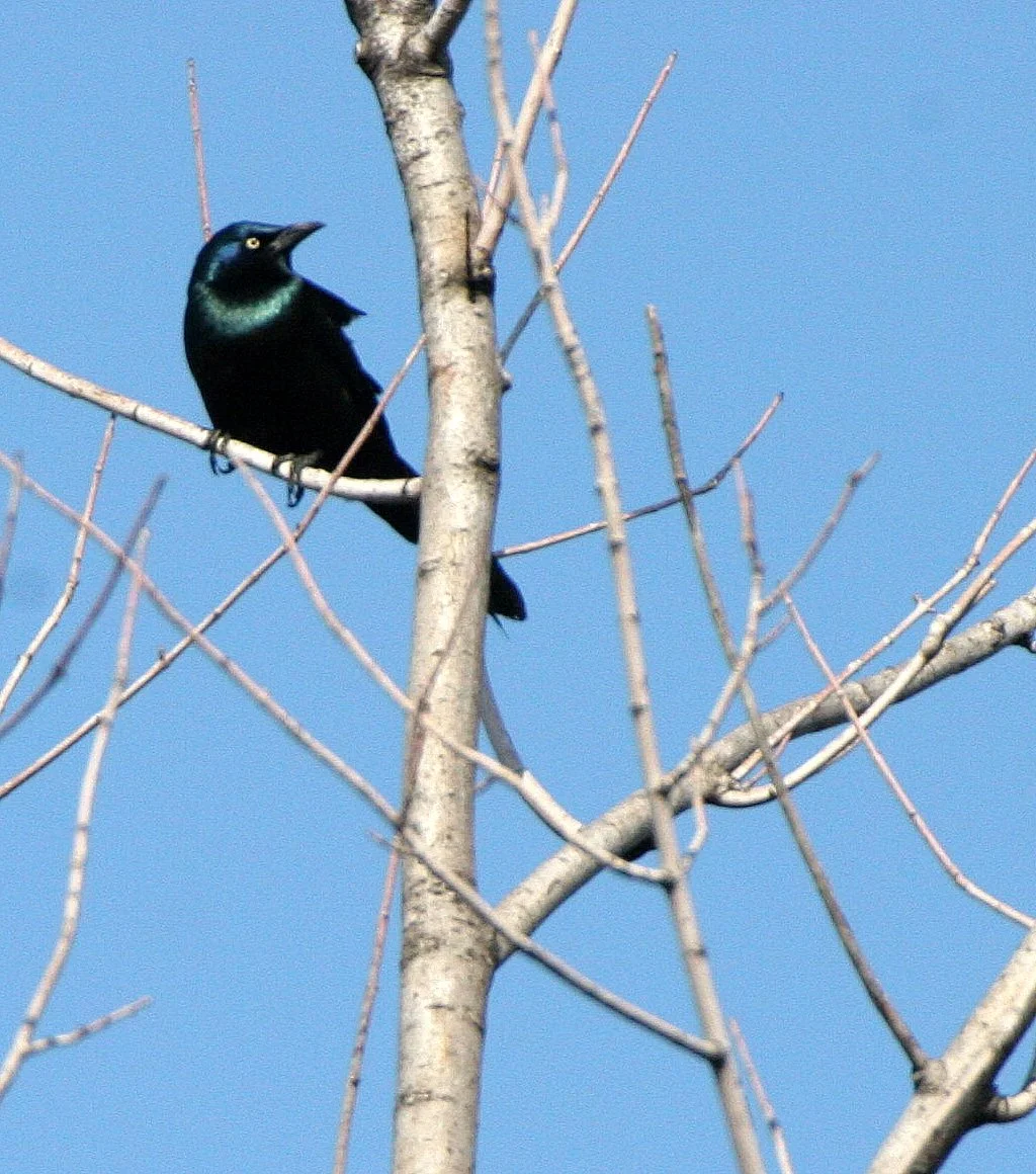 Common Grackle (Quiscalus quiscula) West Chicago Marsh Illinois (2).JPG
