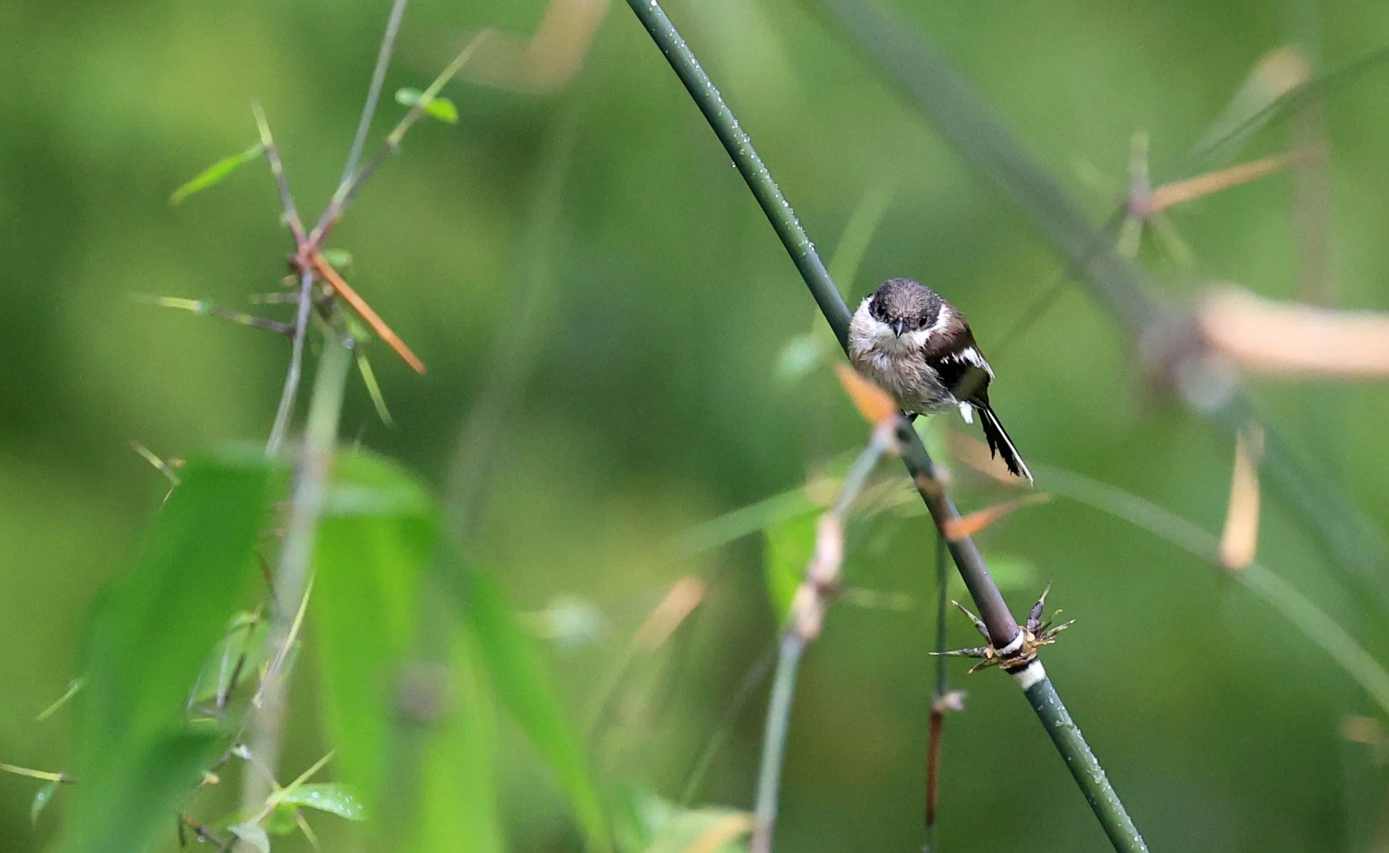 Bar-winged Flycatcher-shrike (Hemipus picatus) Khao Yai National Park Feb 2026 Day 2 (47).jpg
