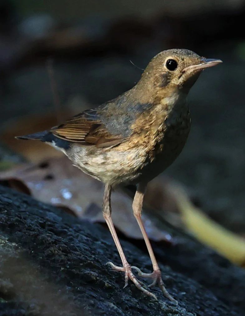 ROBIN - SIBERIAN BLUE ROBIN - Luscinia cyane - WAT THAM PRATHUM CHONBURI JAN 30 2022 (3).jpg