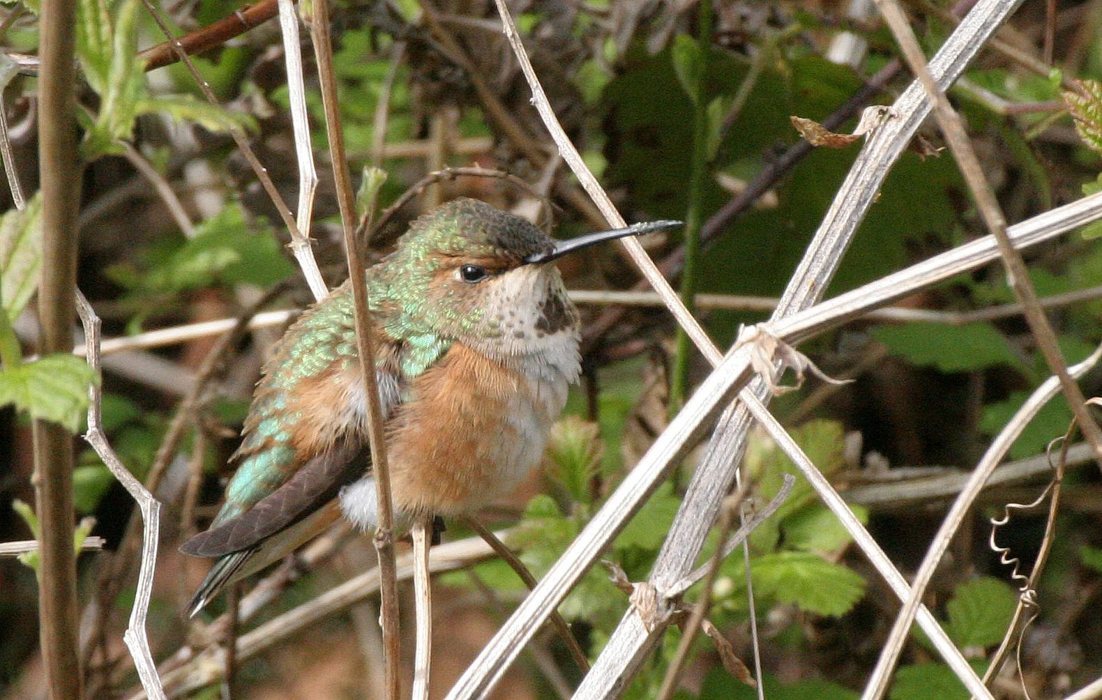 Rufous Hummingbird (Selasphorus rufus) Western USA