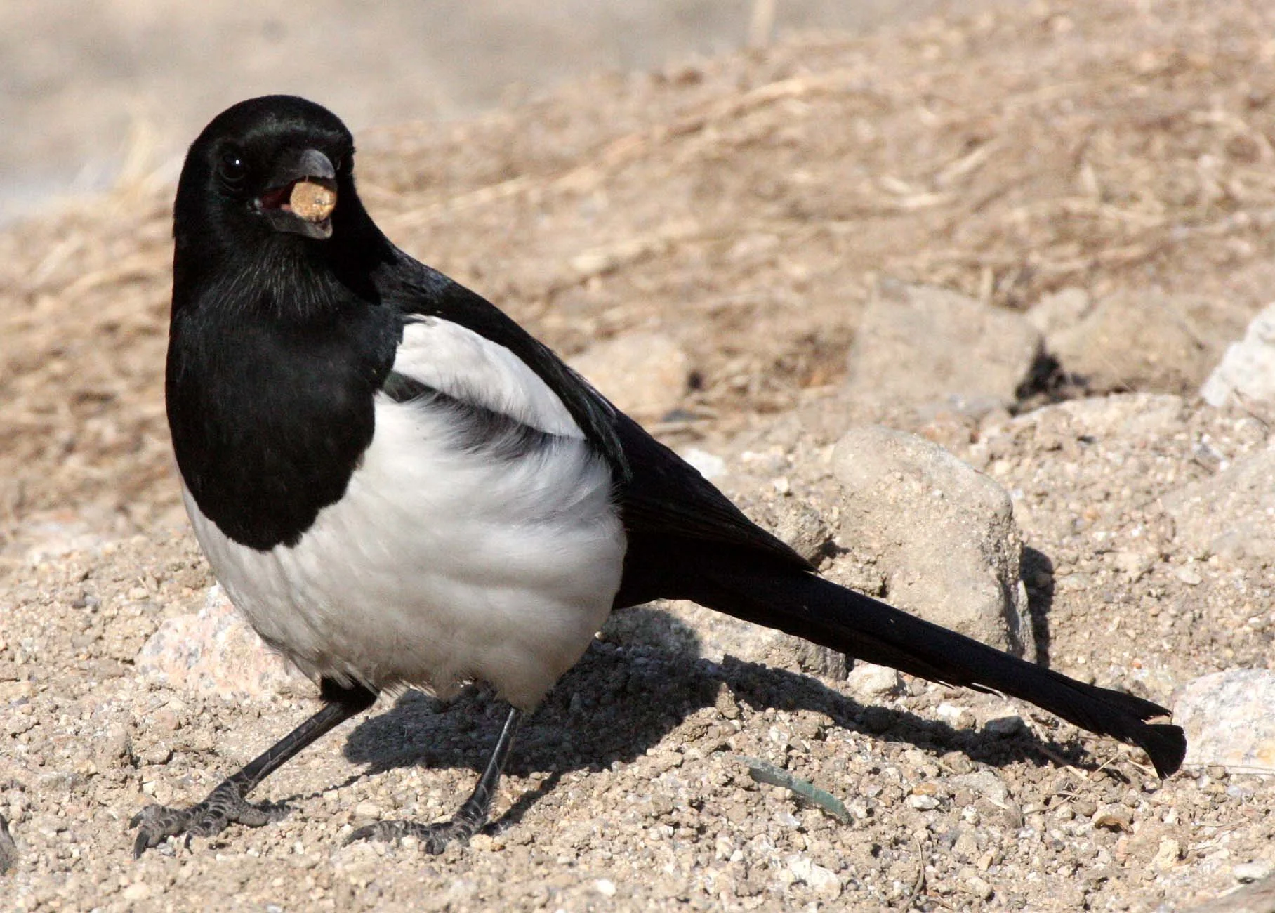 BIRD - MAGPIE - BLACK MAGPIE - SEOUL KOREA (7).JPG