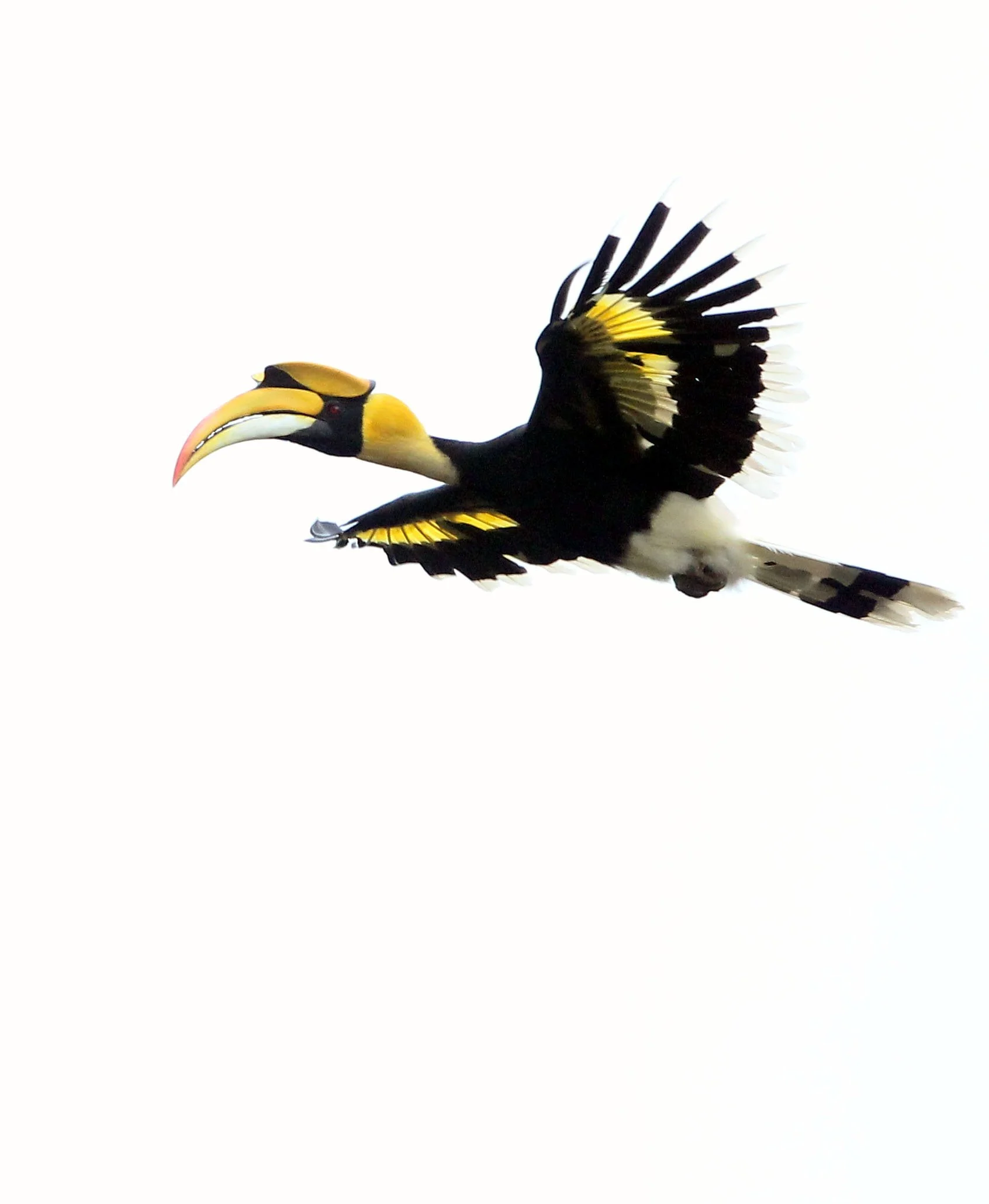 Great Hornbill (Buceros bicornis)