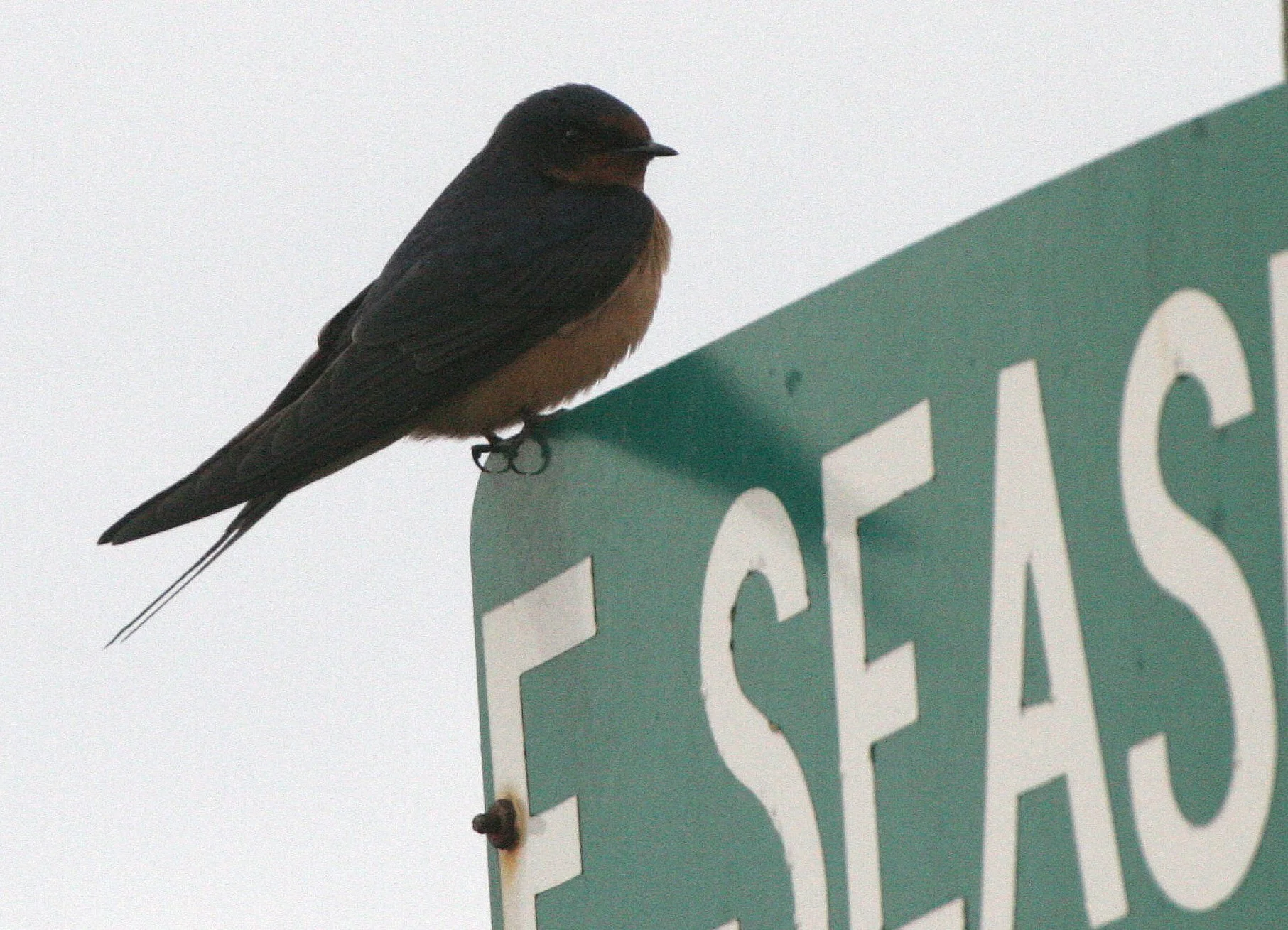 Barn Swallow (Hirundo rustica) Jamestown Olympic Peninsula Washington (2).JPG