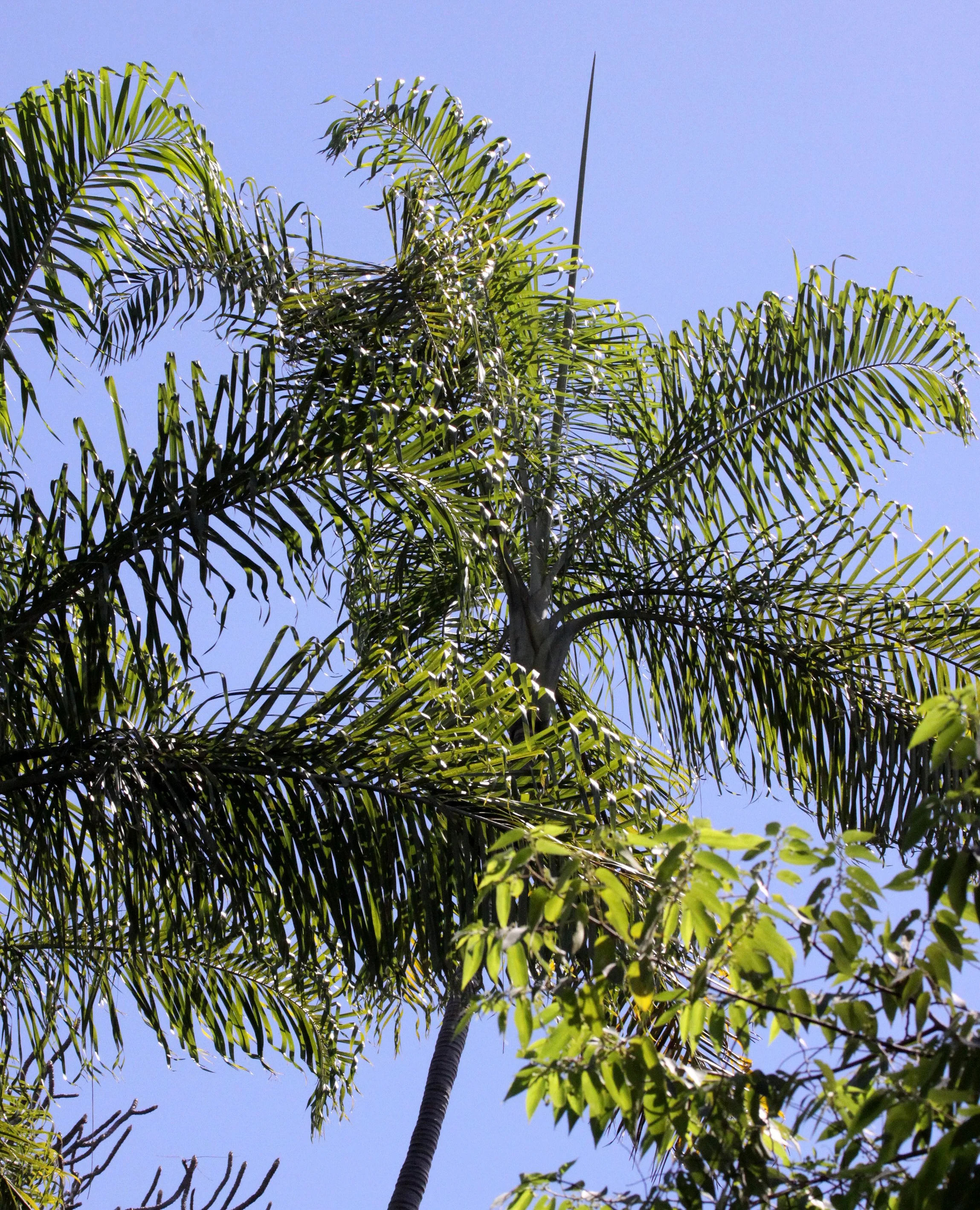 PLANT - PALM SPECIES - ANKARANA NATIONAL PARK MADAGASCAR (5).JPG