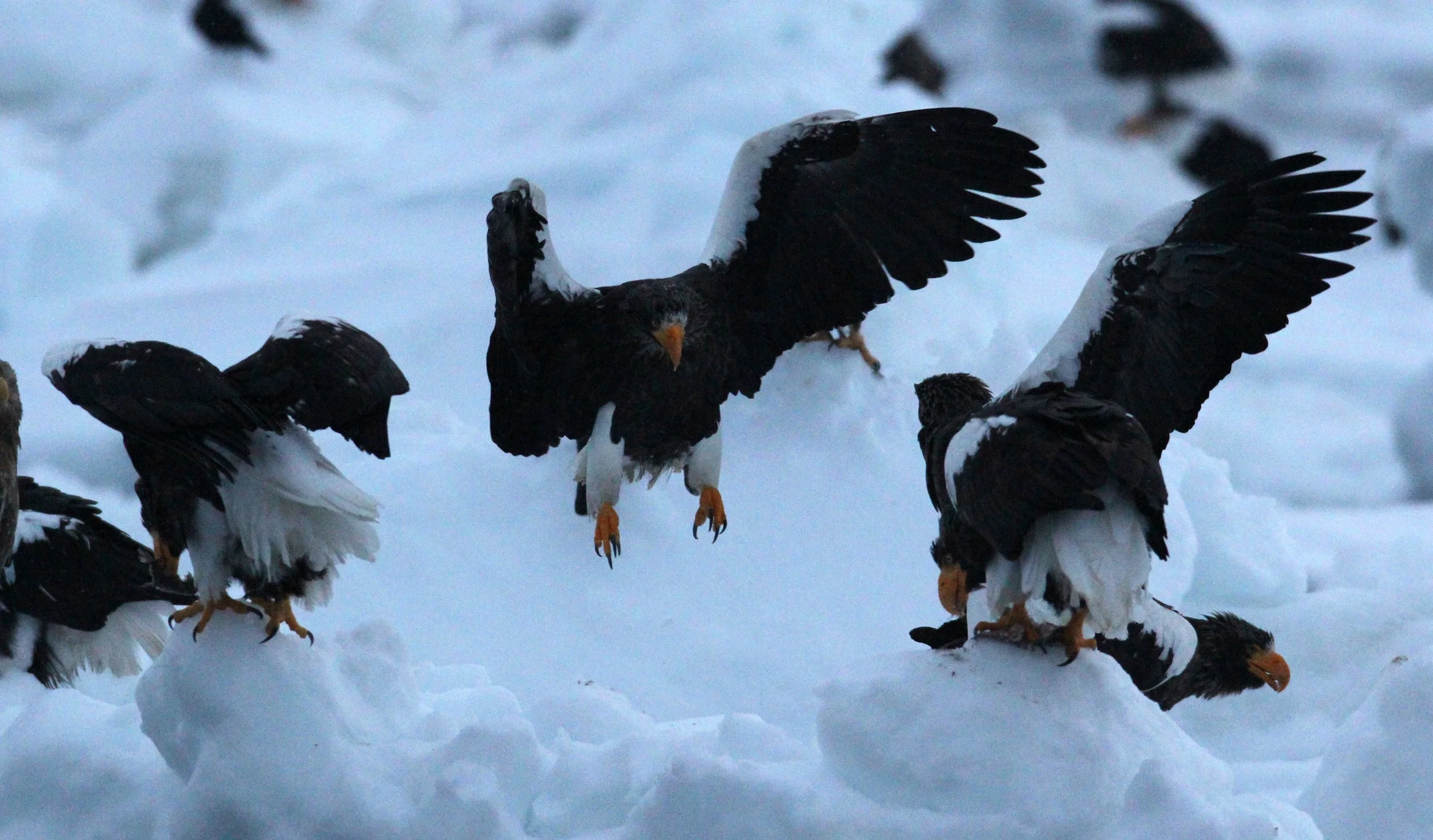 BIRD - EAGLE - STELLER'S SEA EAGLE - RAUSU, SHIRETOKO PENINSULA, HOKKAIDO JAPAN (72).JPG