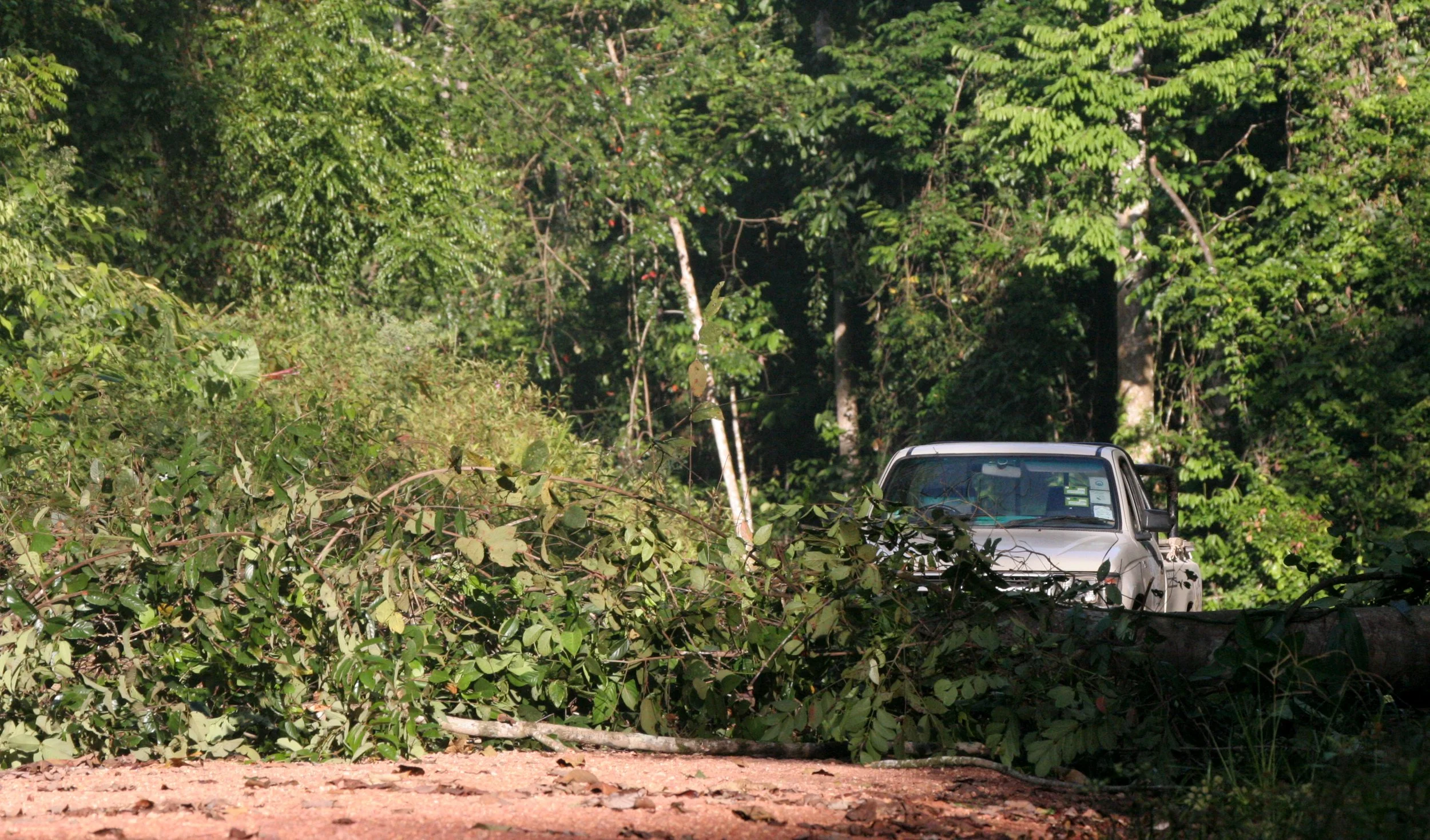 TABIN WILDLIFE RESERVE BORNEO - CORE AREA ROAD BLOCKED BY ELEPHANT DAMAGE.JPG
