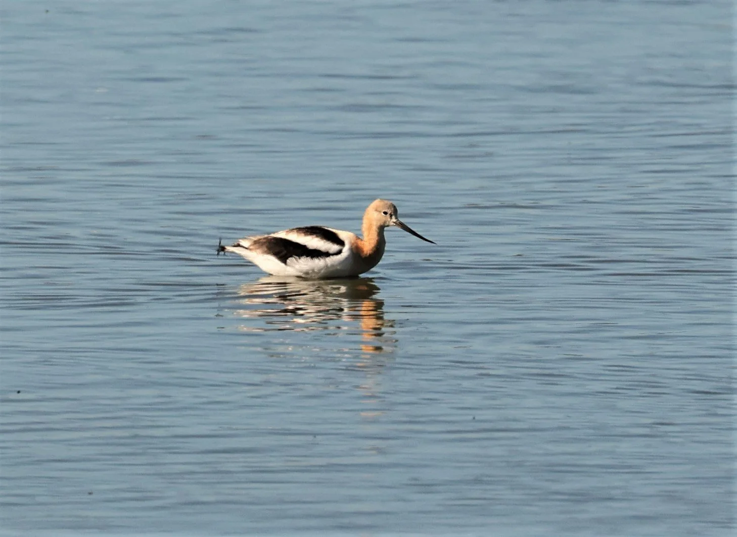Recurvirostra americana - AMERICAN AVOCET - ELKHORN SLOUGH MOSS LANDING CALIFORNIA AUGUST 2022 (16).jpg